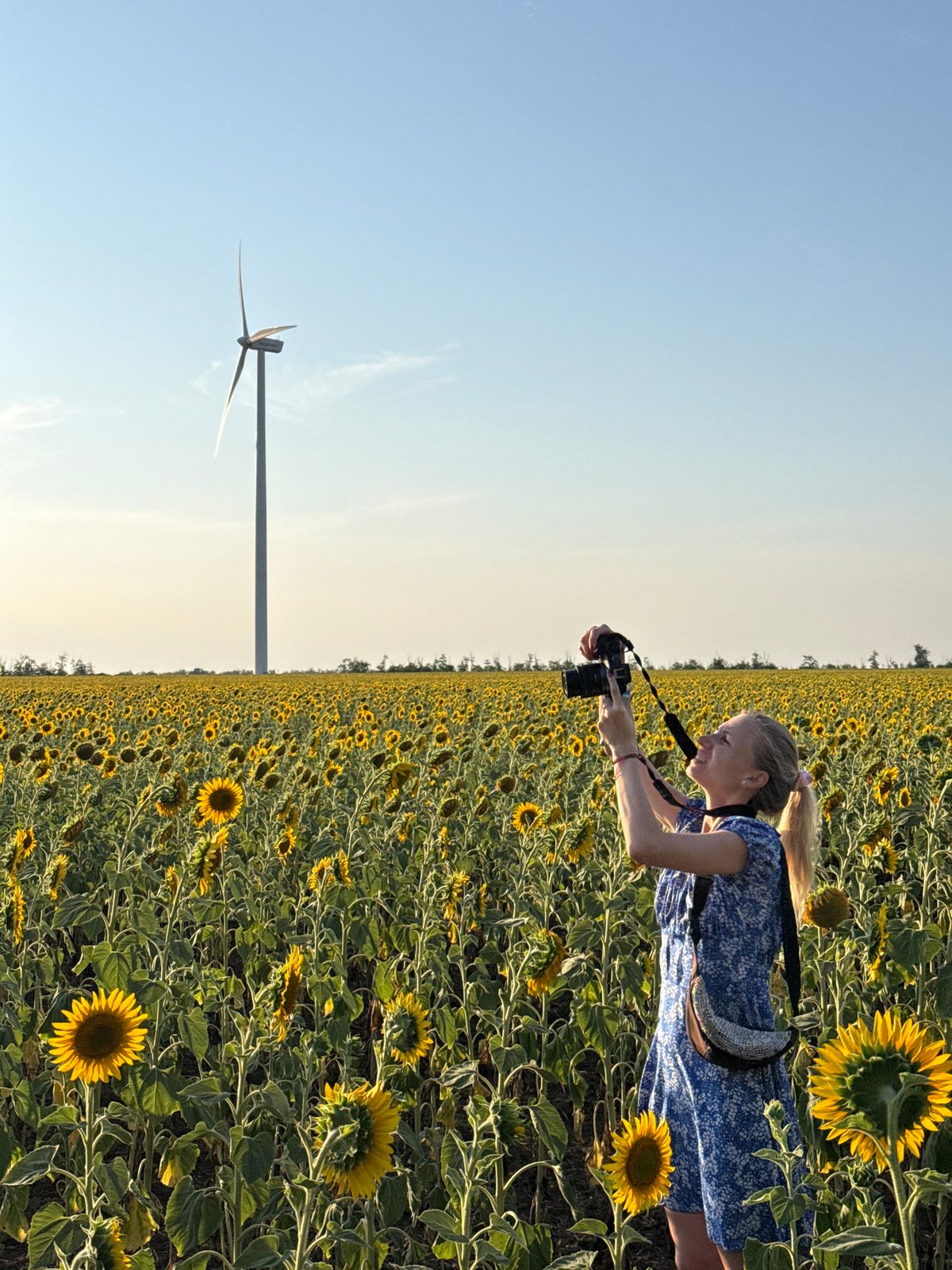 Sunflower fields and wind turbines in rural Ukraine