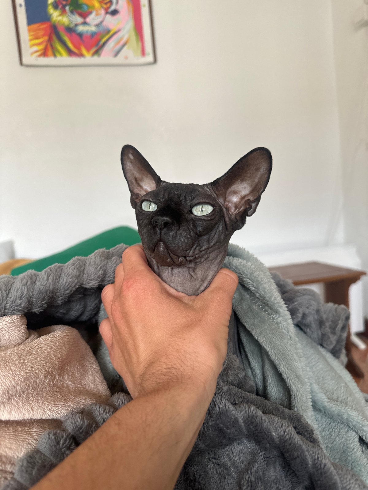 Cats observed in Budva home during morning hours