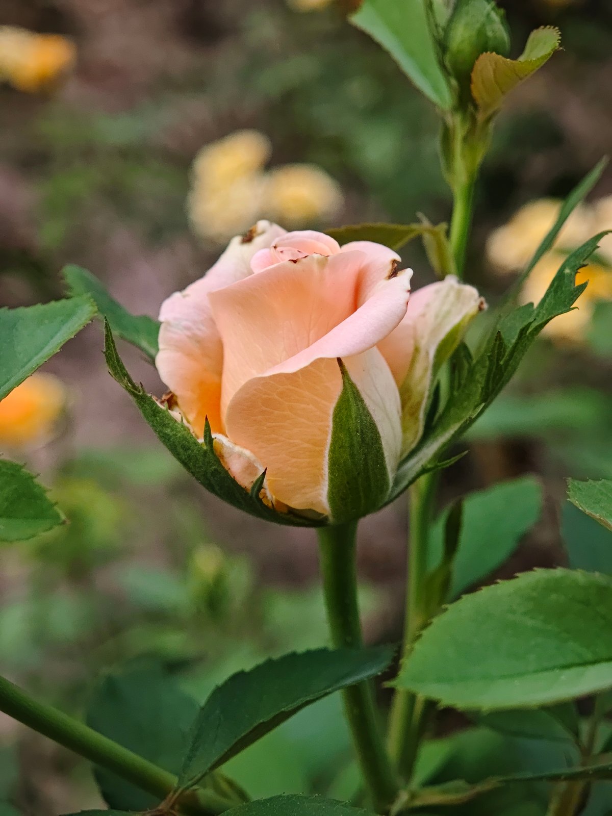 Garden flowers in bloom, from rosebuds to chrysanthemums