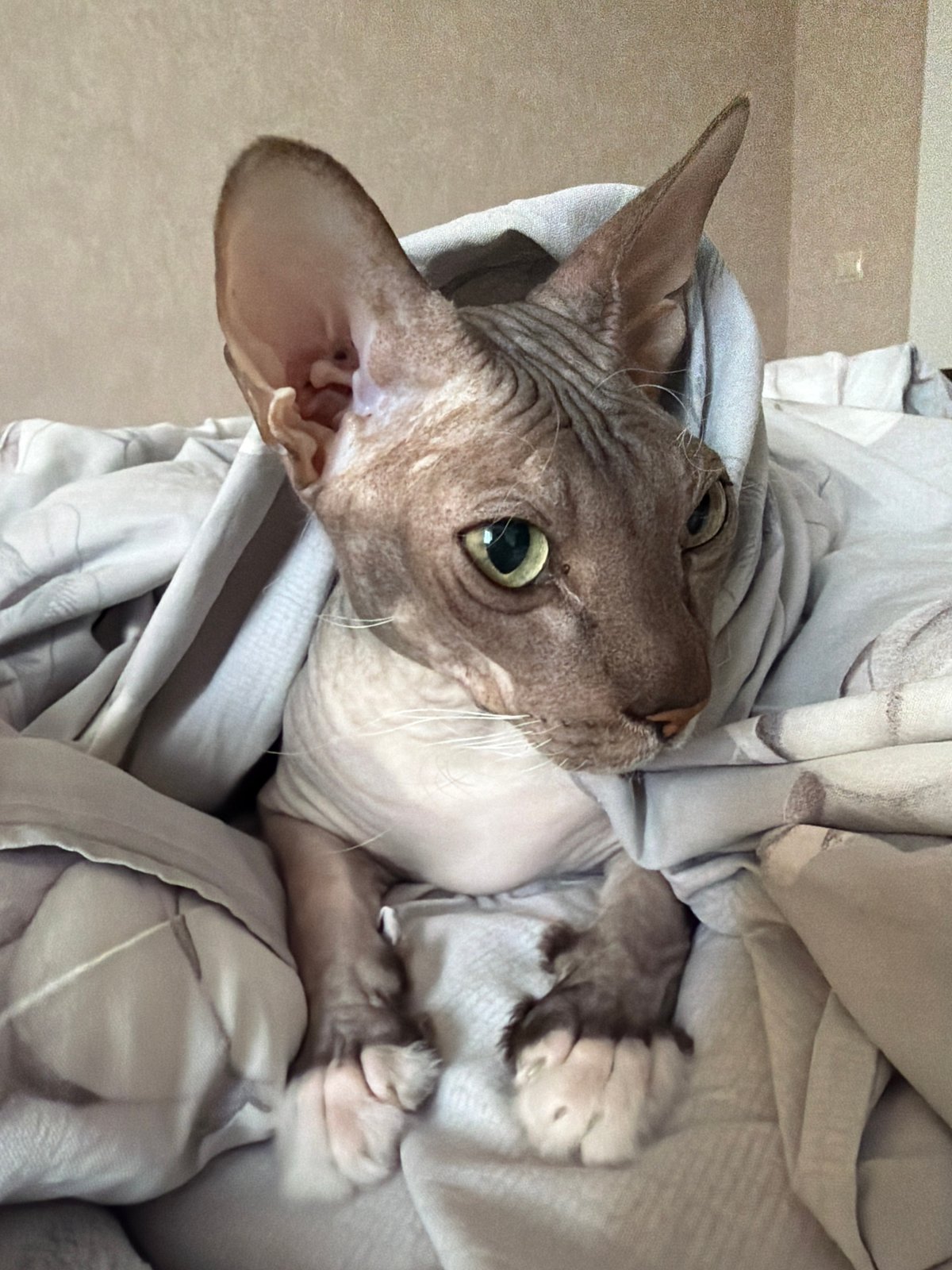 Sphynx cat photographed resting in bedding in Izhevsk
