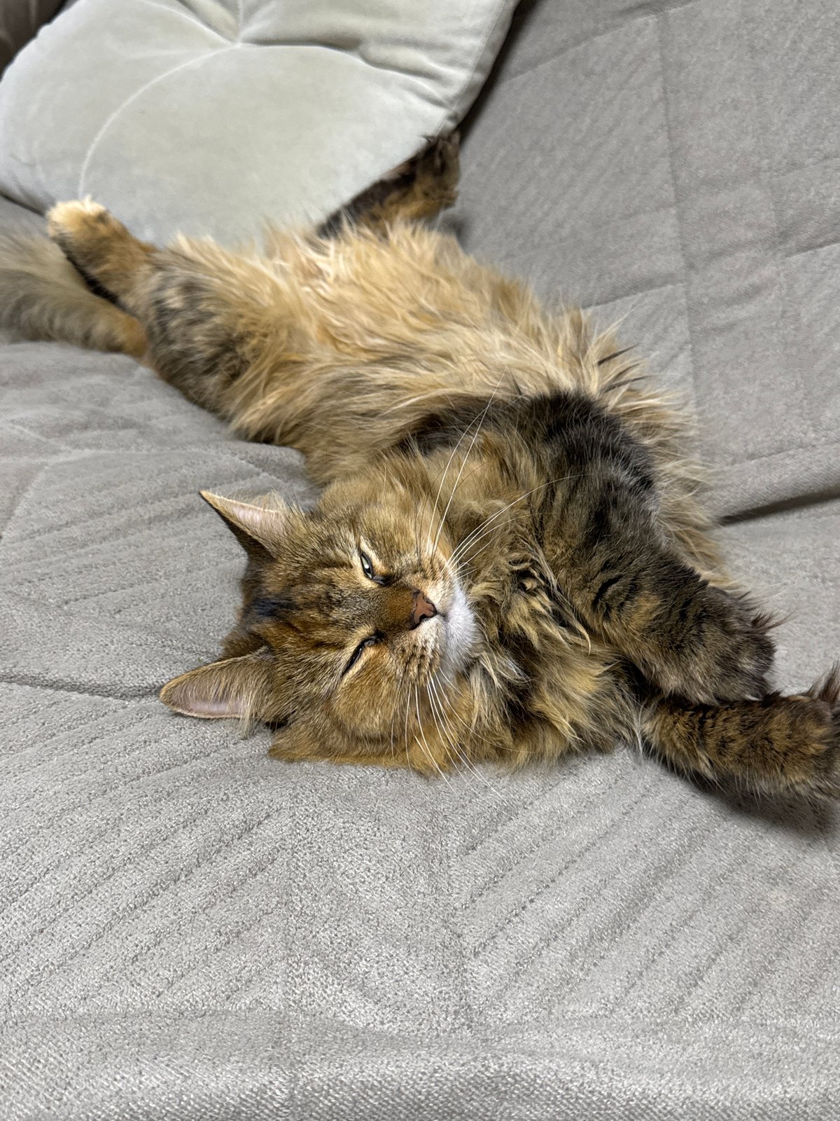 Tabby cat fully zonked out on a gray couch