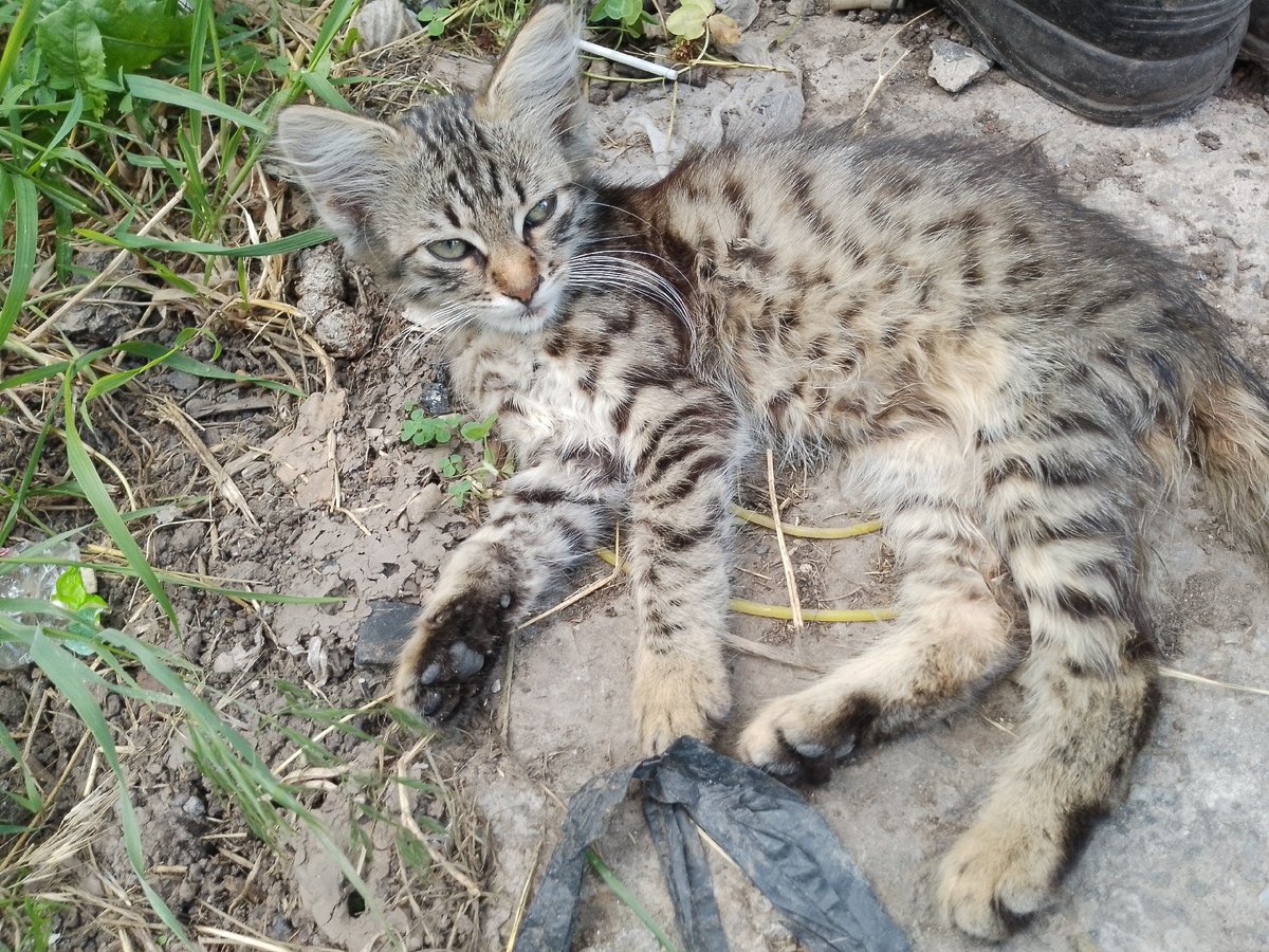 Tabby kittens and dogs just hanging out