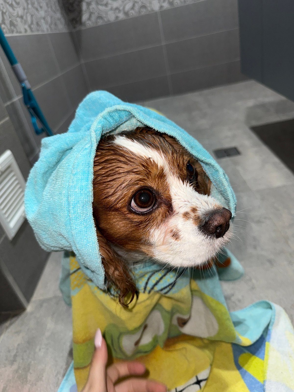 Sofia resident documents dog bath routine in bathroom selfies