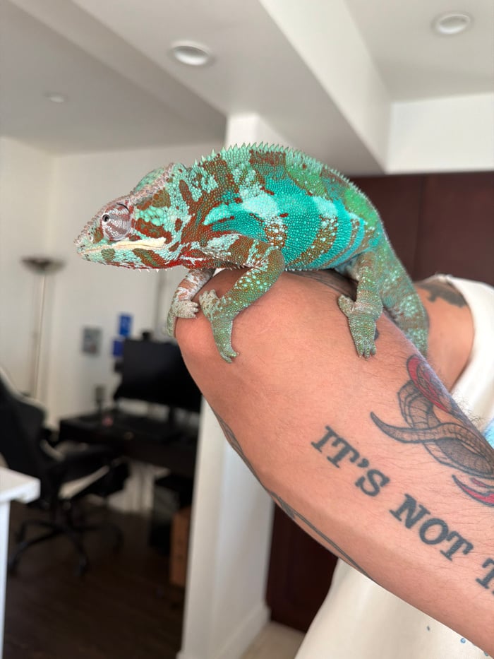 Colorful Panther Chameleon spotted on human arm in Los Angeles