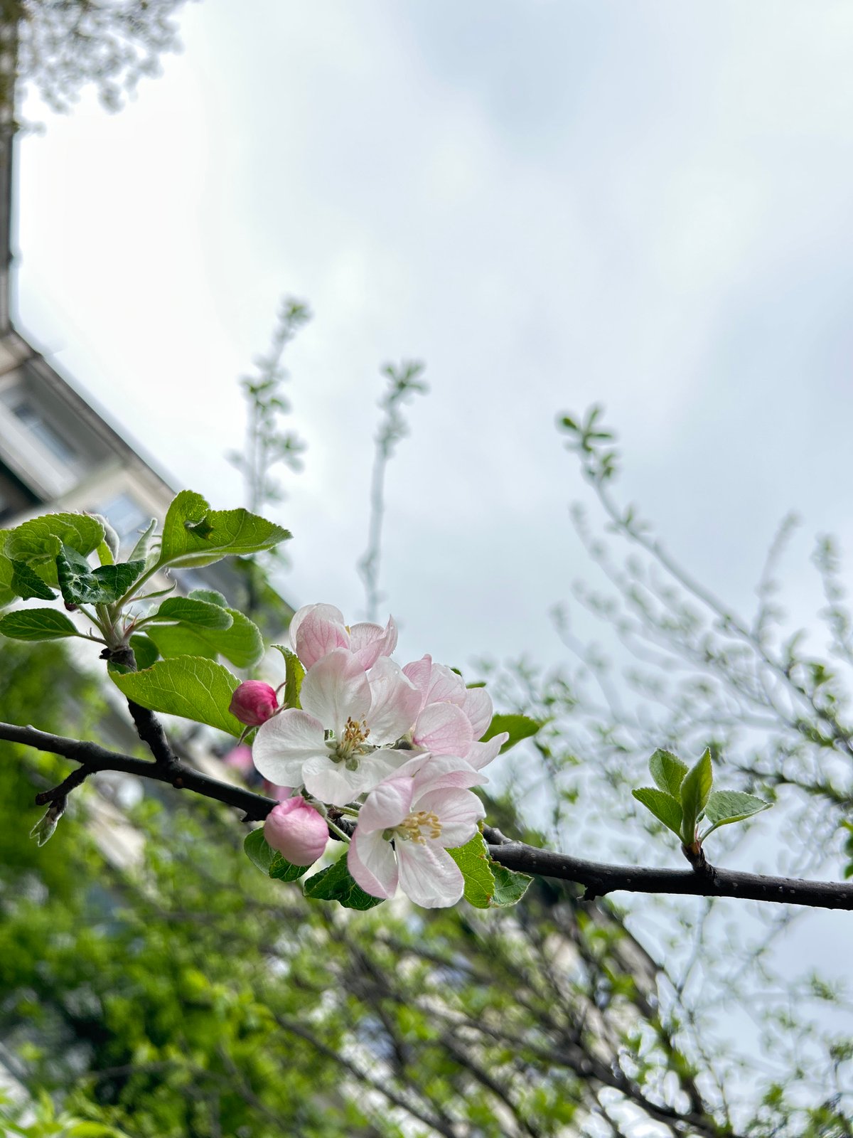 Spring blooms and urban details documented in Plovdiv