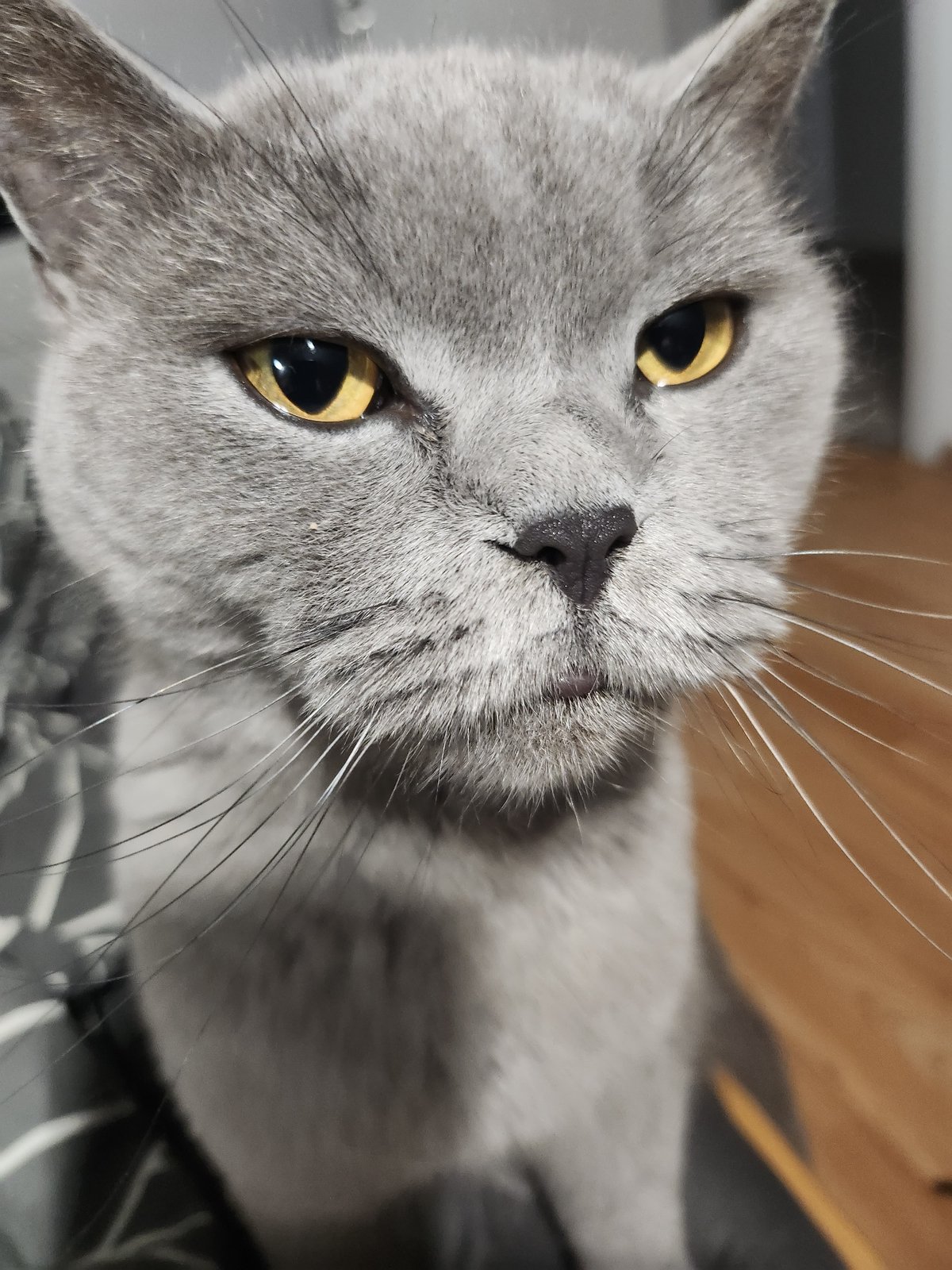 Gray cat with yellow eyes photographed enjoying treats in Bulgaria