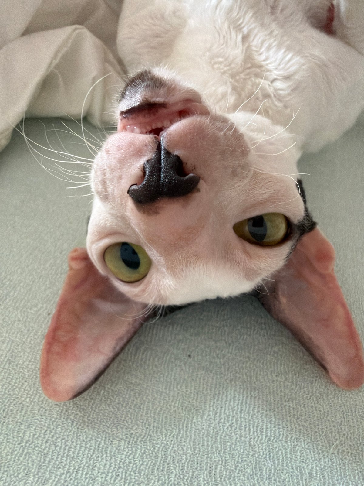 Sphynx and Rex cats up close in Yekaterinburg
