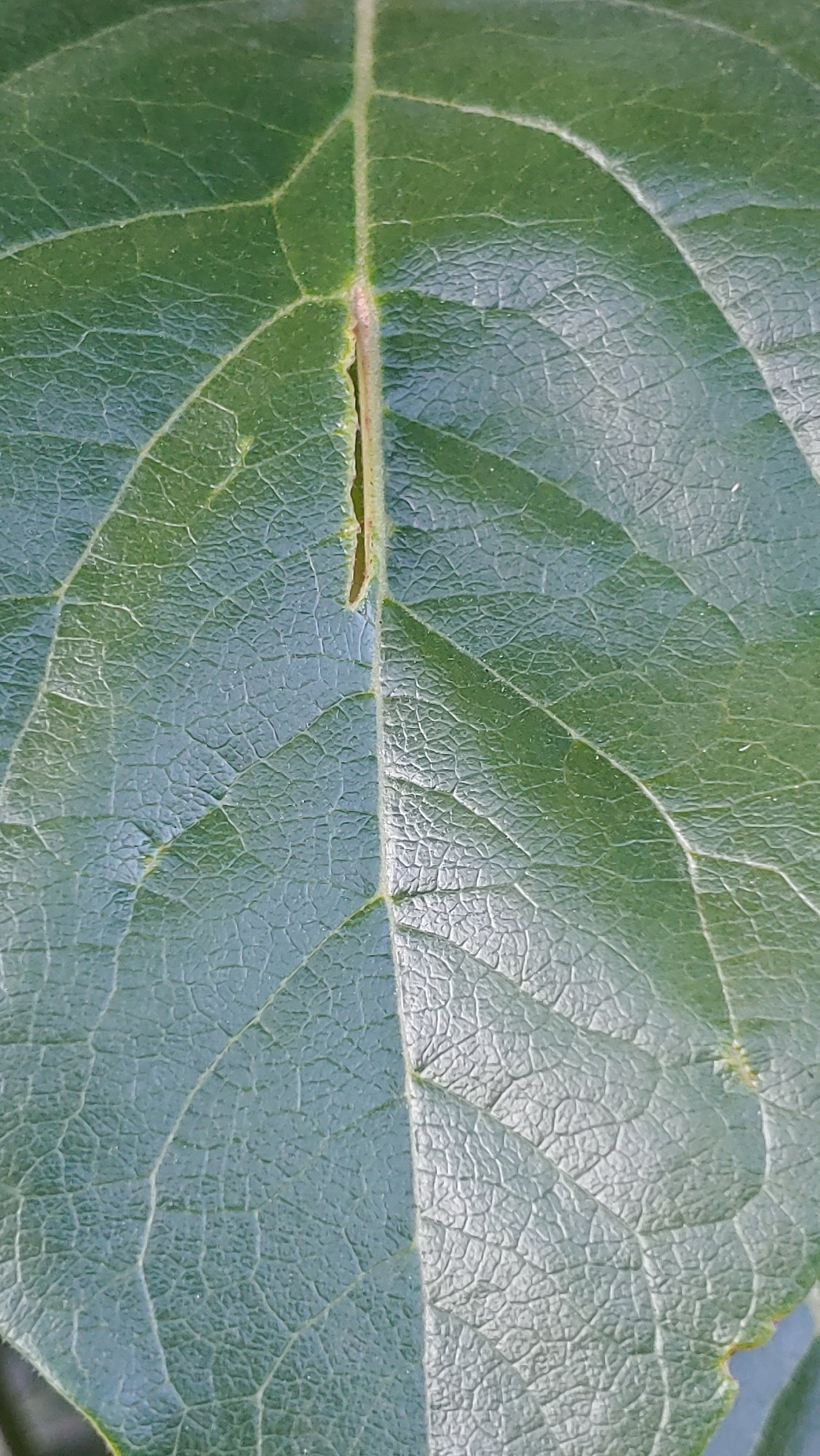 Macro details of plants and filter components in Mukachevo
