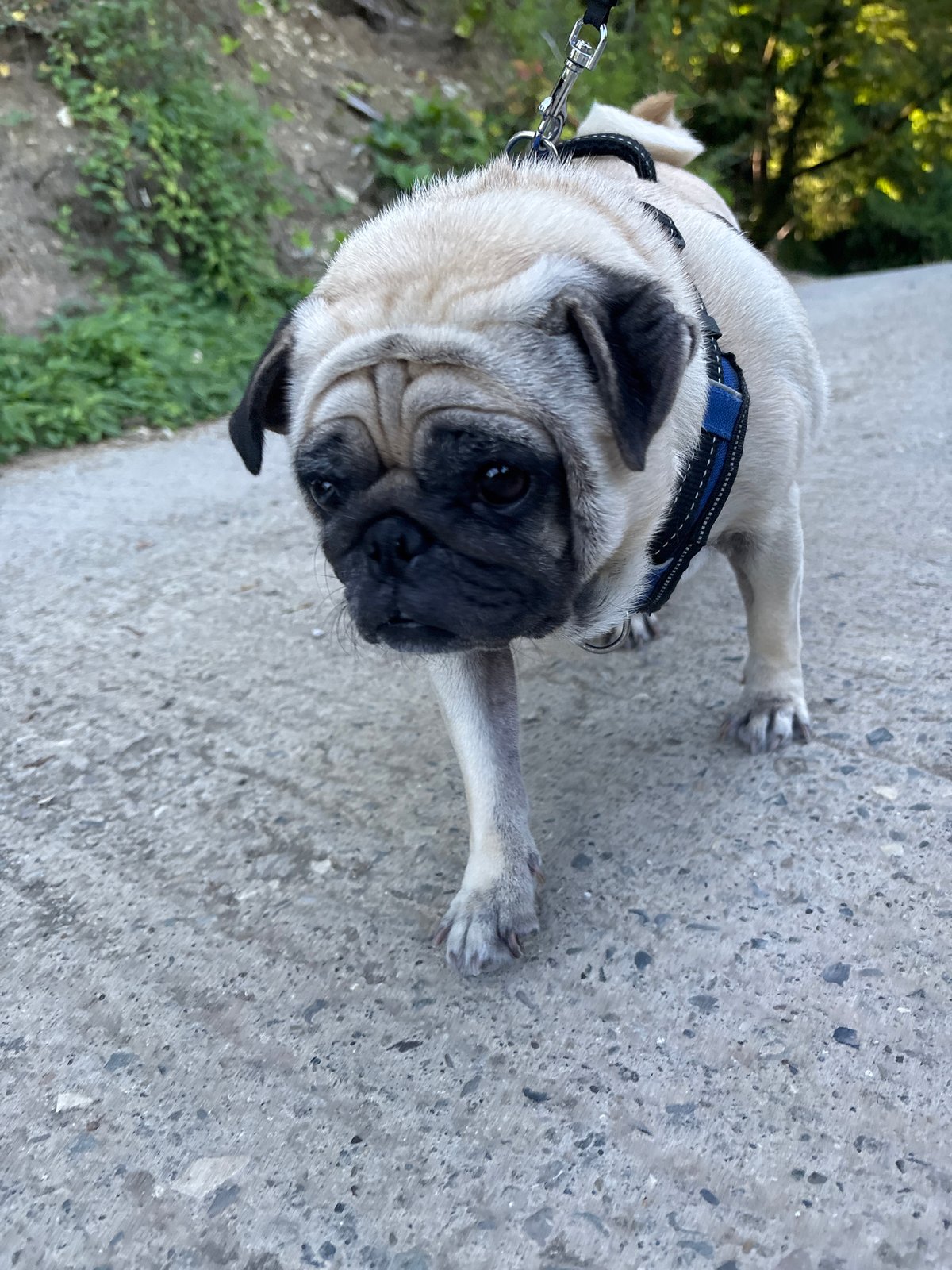 Pug morning walk through flowering paths in Sochi