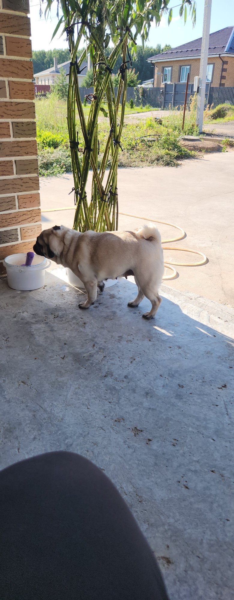 Lazy backyard afternoon in Kazan with a pug and garden projects