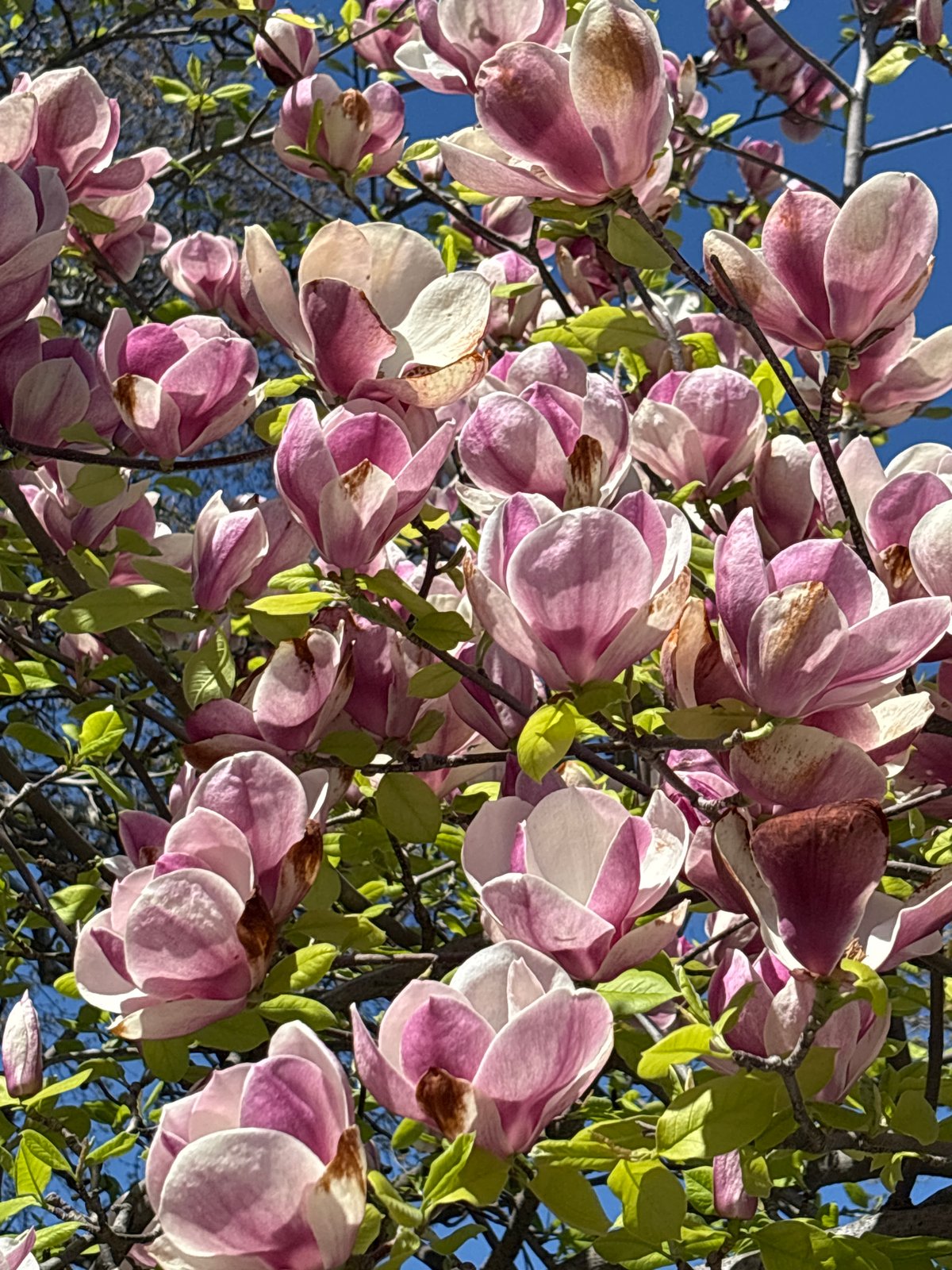 Magnolia blossoms documented in full spring bloom outdoors