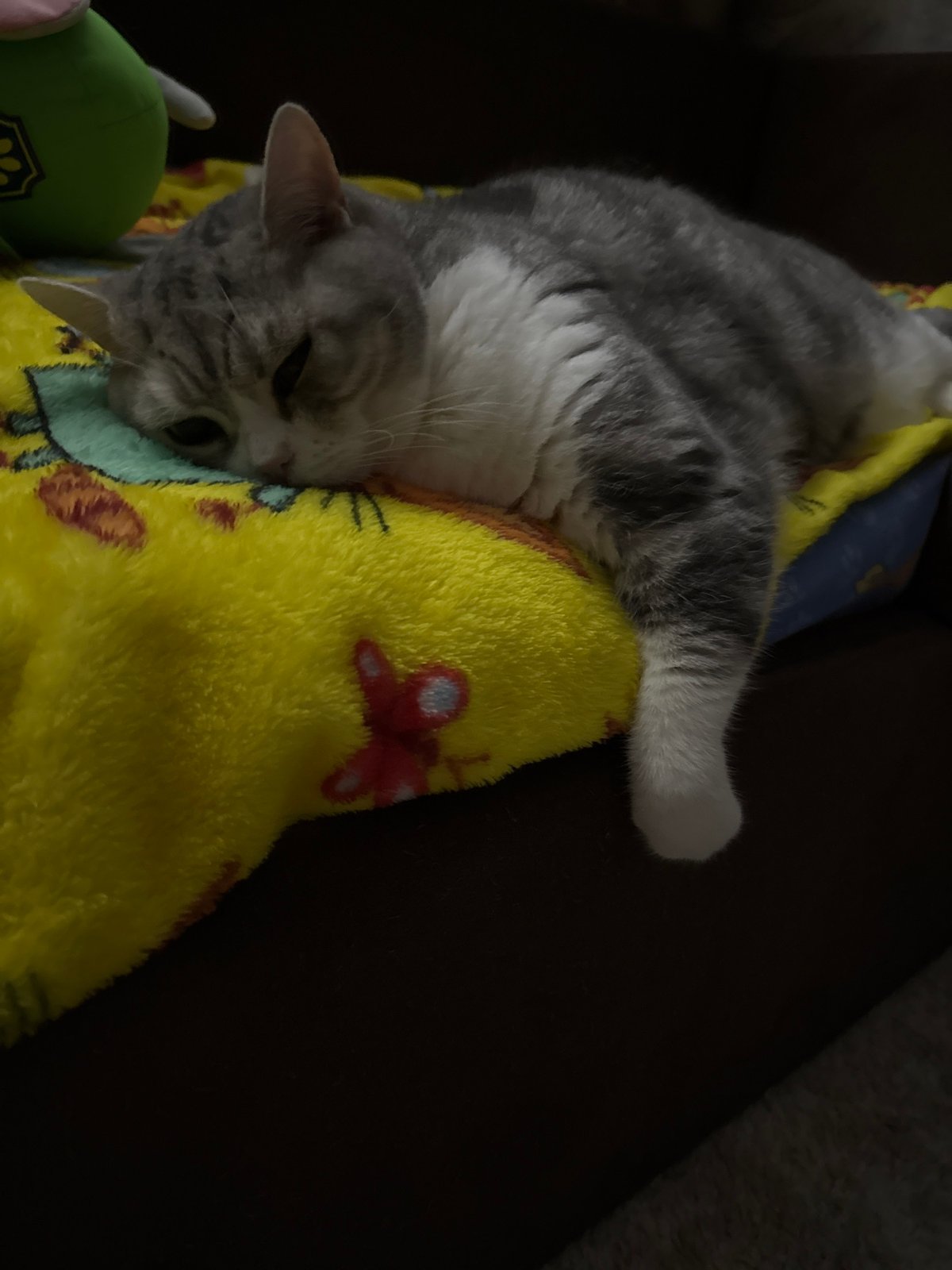Evening domestic life documented in Chaikovsky: cats, selfies, gaming