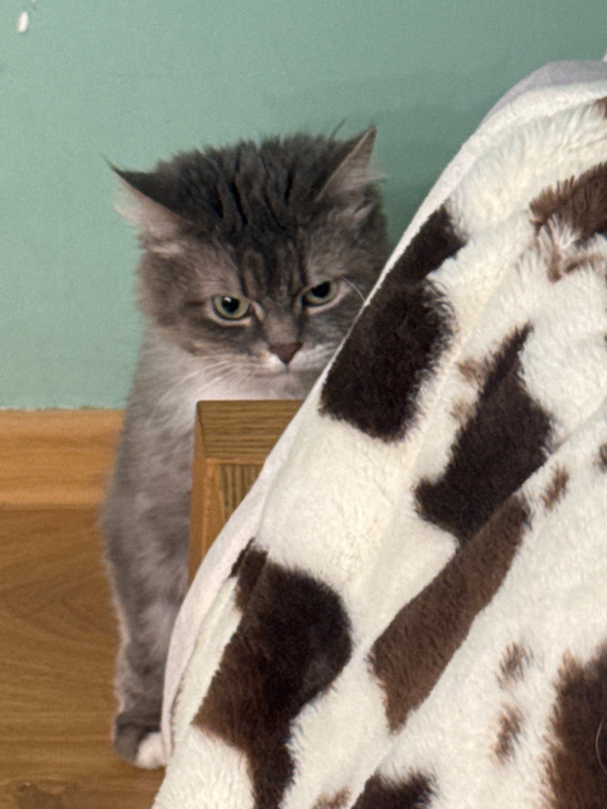 Cats and dog share cozy afternoon on blankets in Moscow