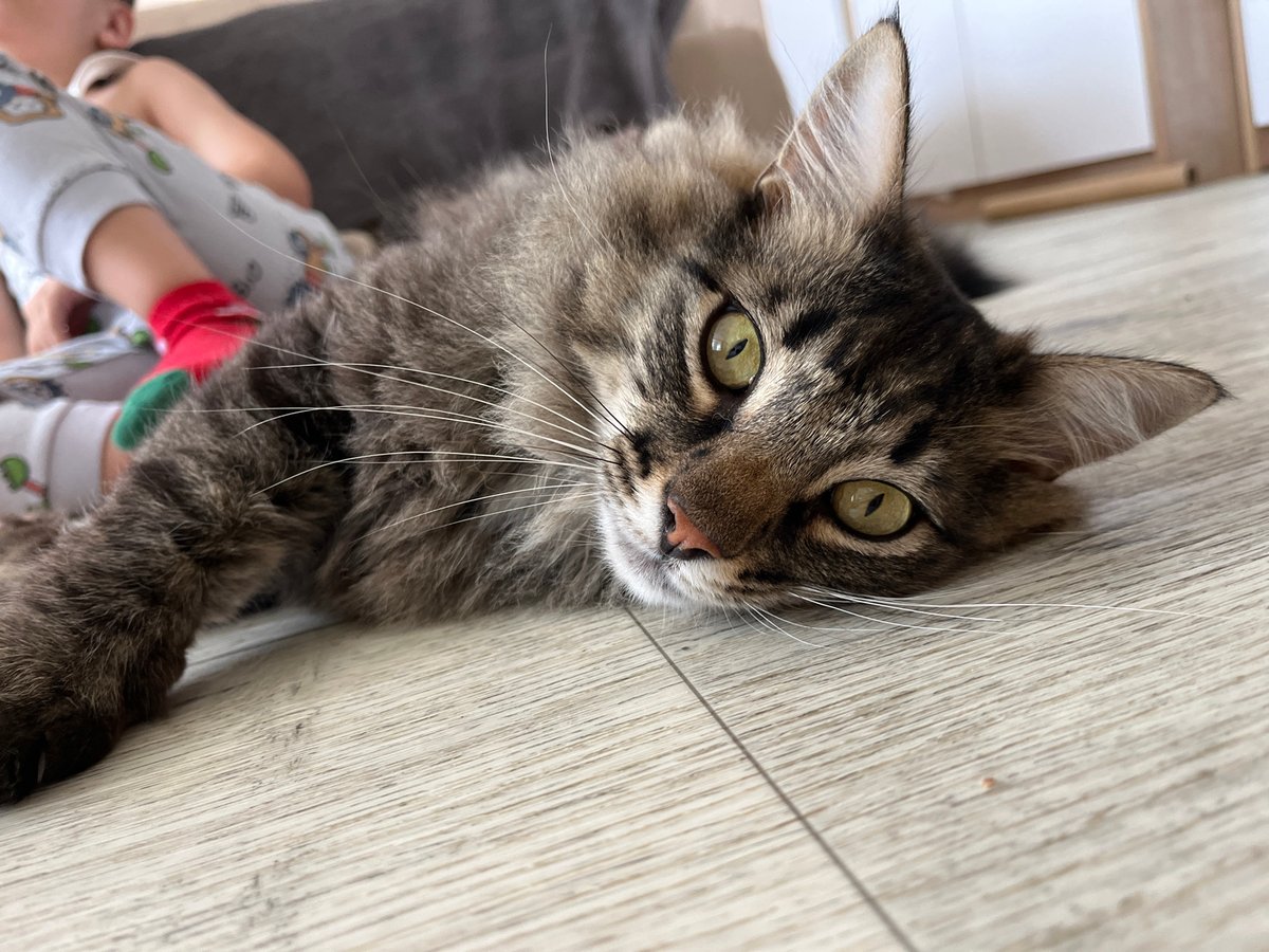 Chill home morning with a tabby cat in rural Russia