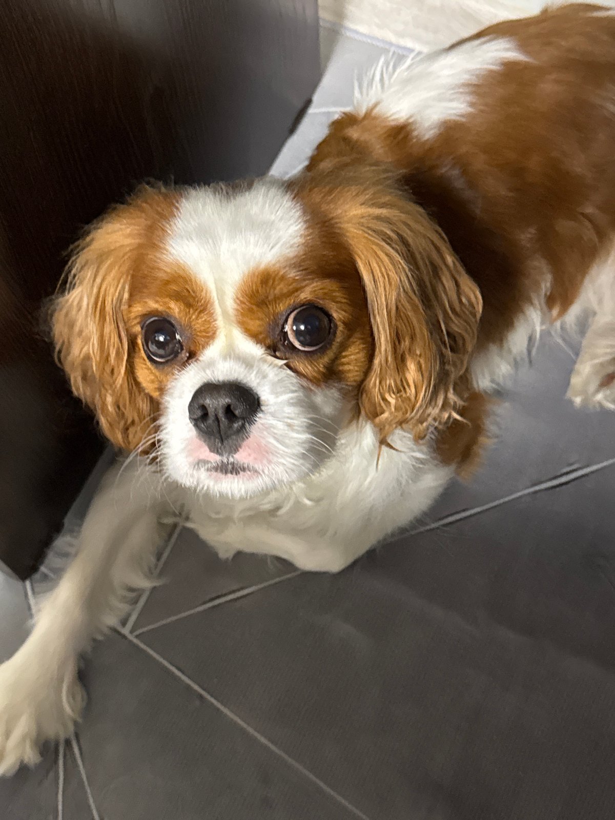 Cavalier King Charles Spaniel rests indoors near floral flats
