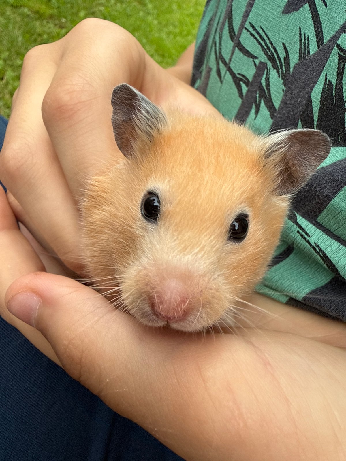 Hamster photo session in a Belarusian backyard