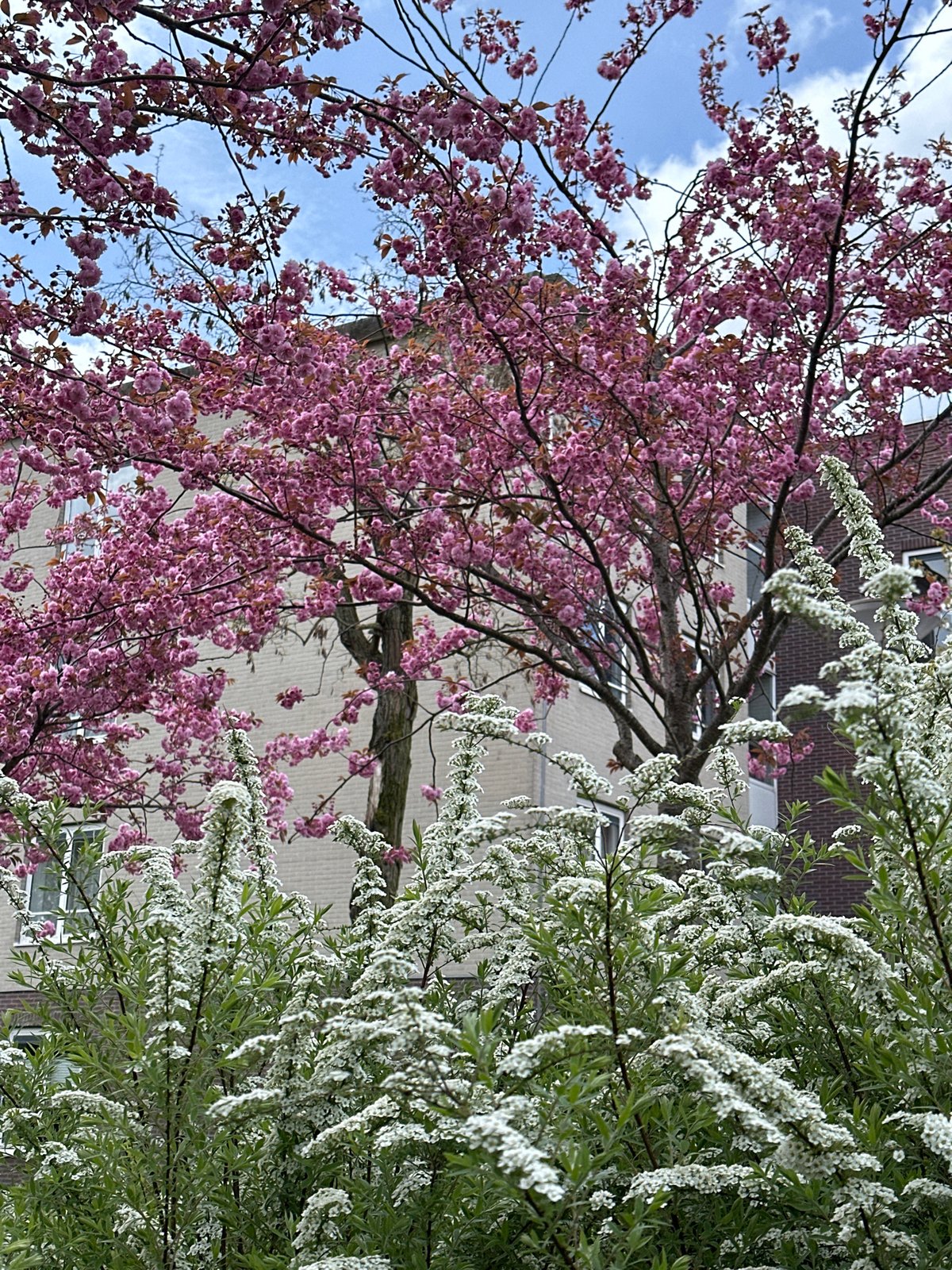Spring afternoon scenes documented across Amsterdam parks and streets