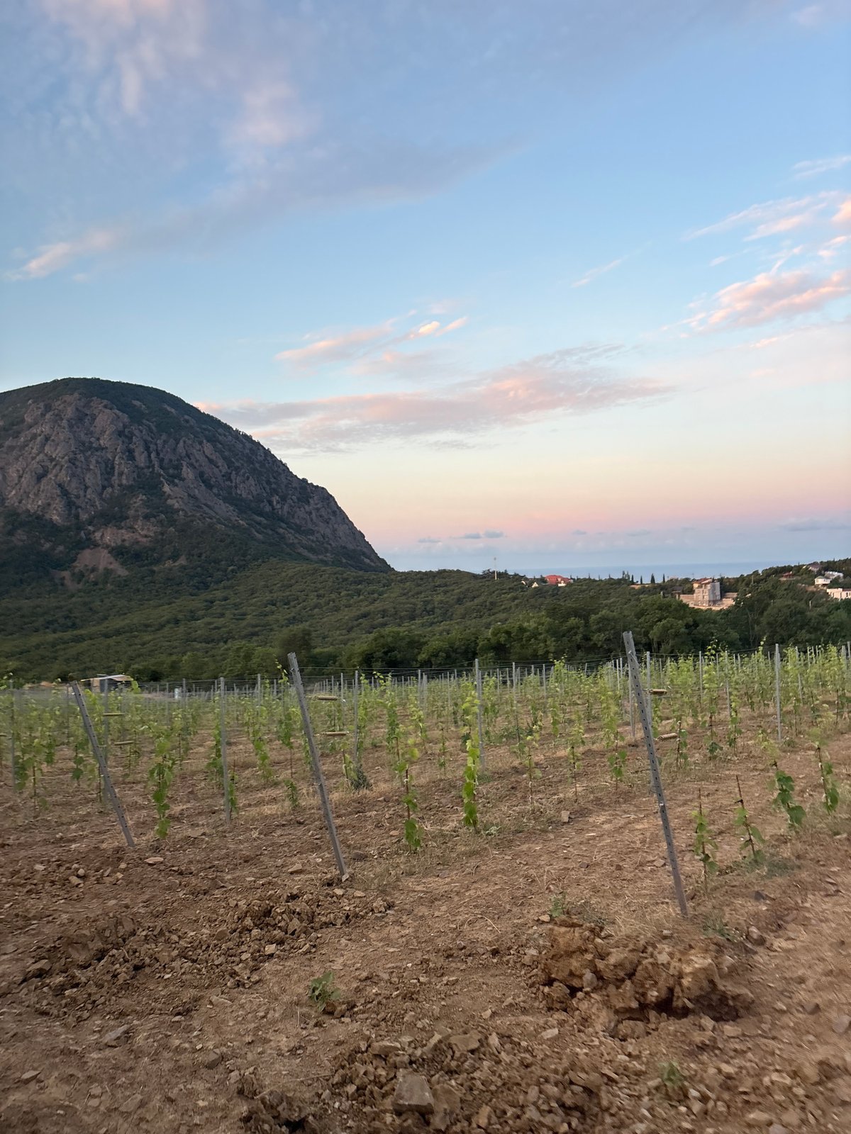 Young vineyard rows and rolling hills in rural Lavrovoe, Ukraine