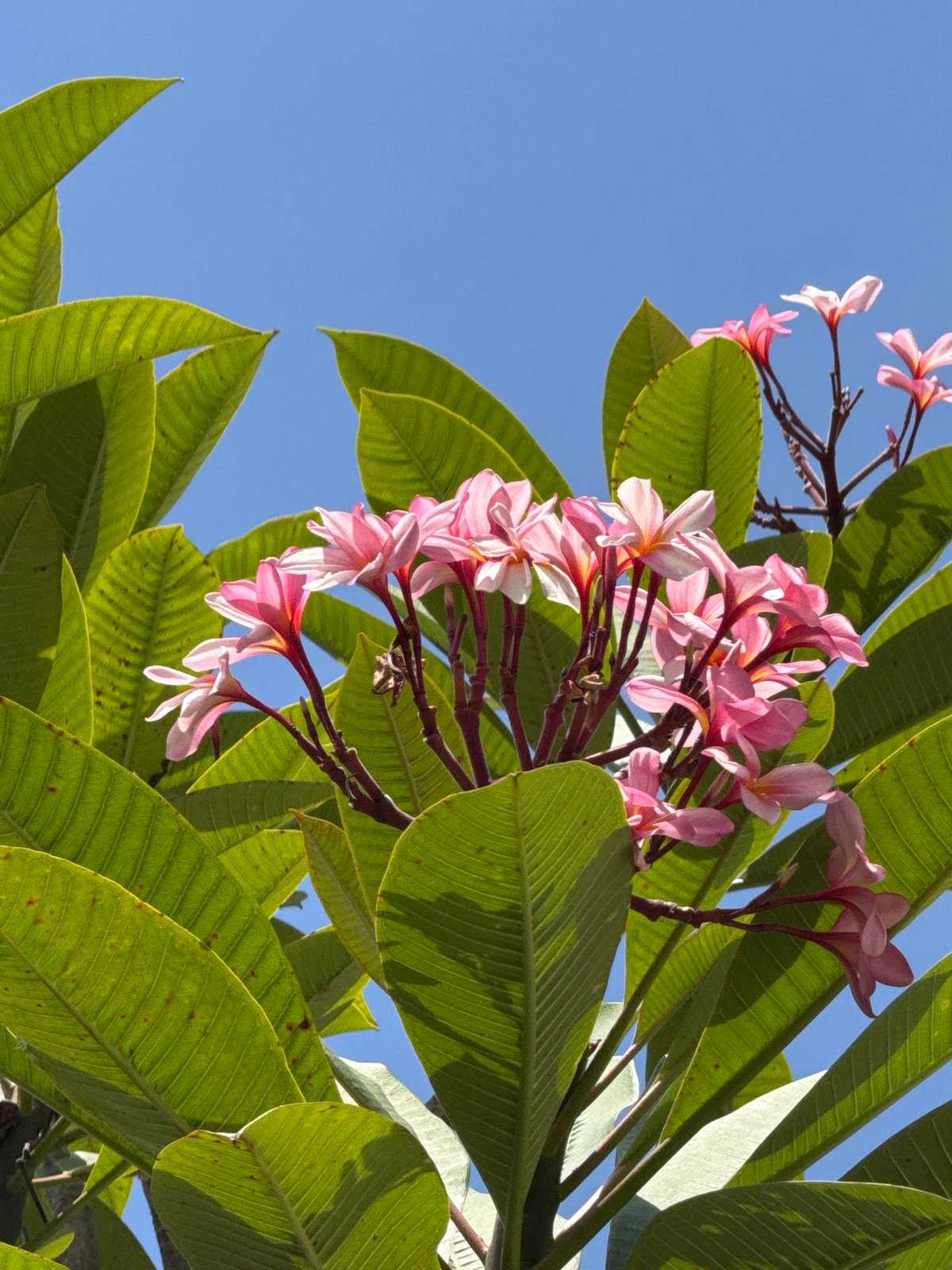 Lime butterflies, tropical blooms, and a poolside garden in Denpasar