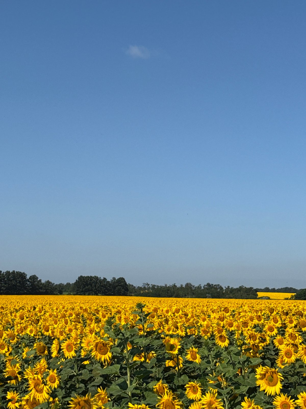 Dense sunflower field spreads wide under a clear pale sky