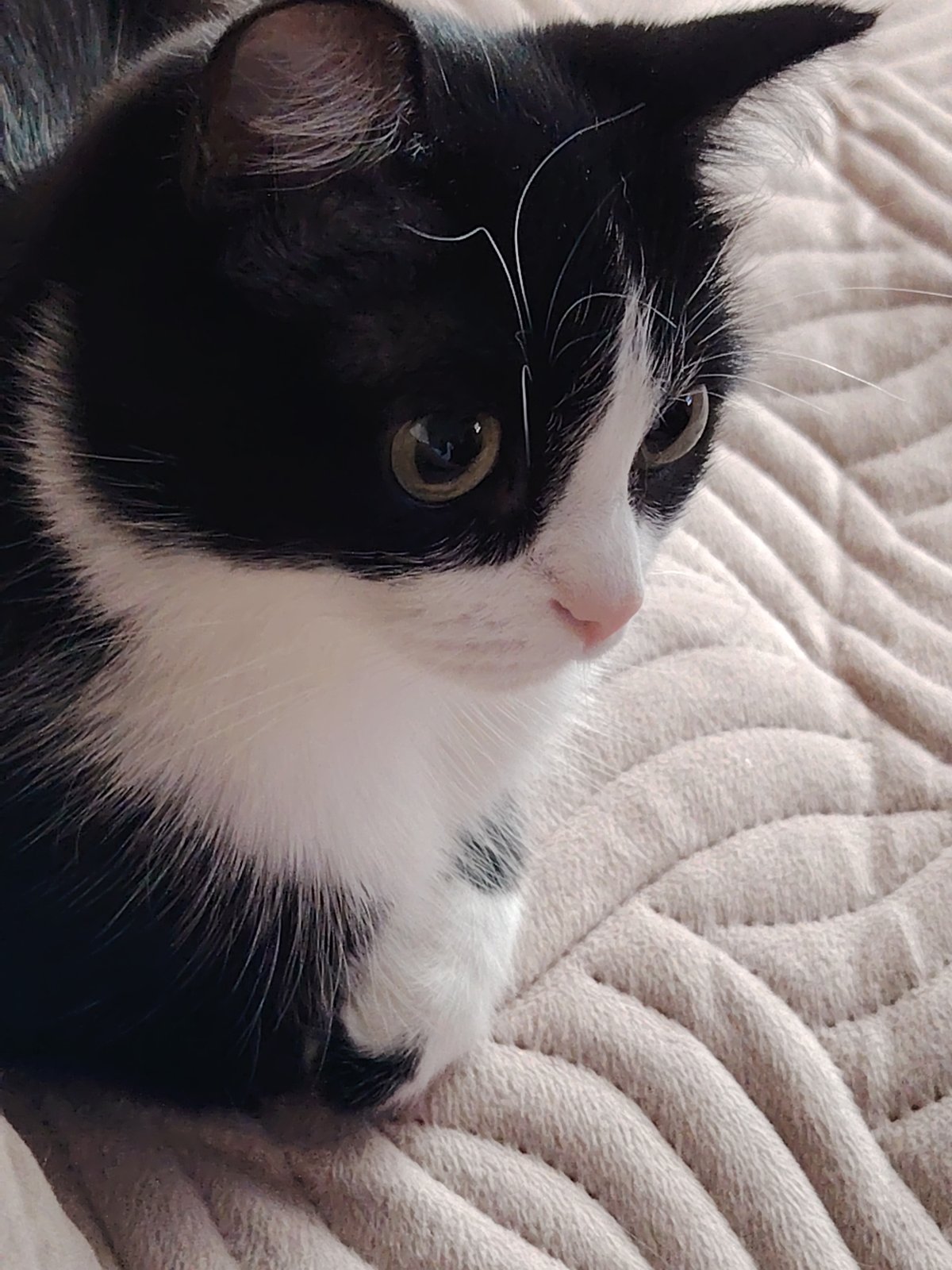 Cats documented resting, grooming, and relaxing on household surfaces