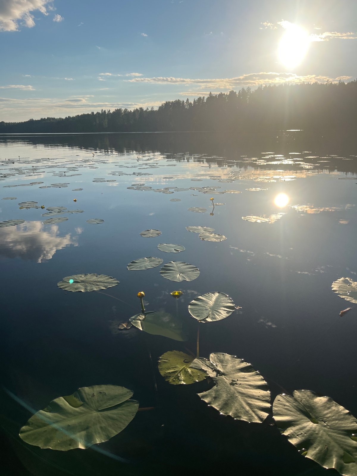 Quiet evening at a Finnish lakeside, lily pads and forest paths