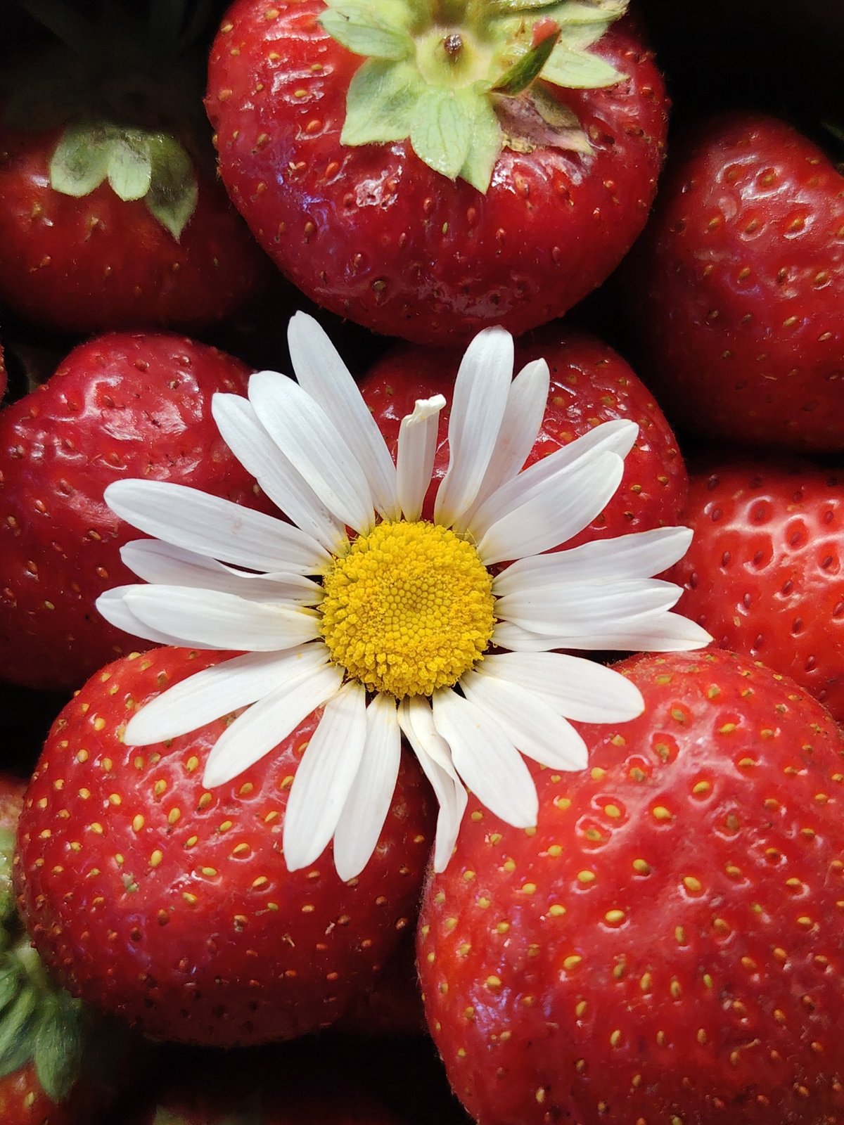 Live from Chaikovsky: strawberries, daisies, and home life