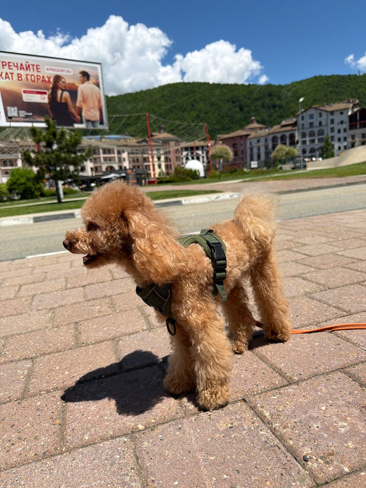 Morning walk with a poodle through Estosadok's mountain village promenade