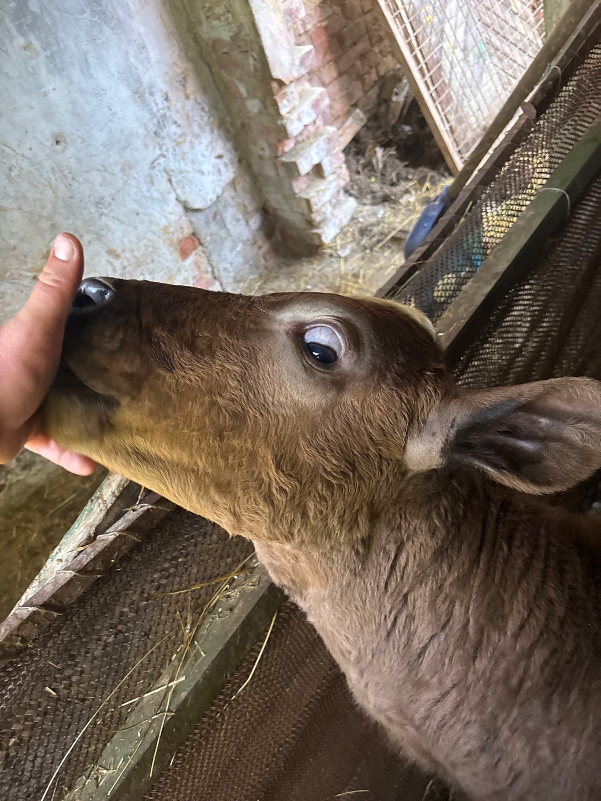 Farm animals interact with humans during afternoon encounters