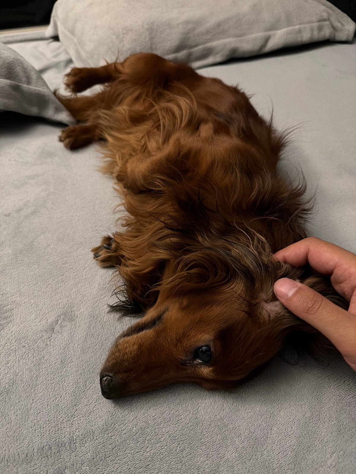Dogs receive gentle attention from owners in Krasnoyarsk