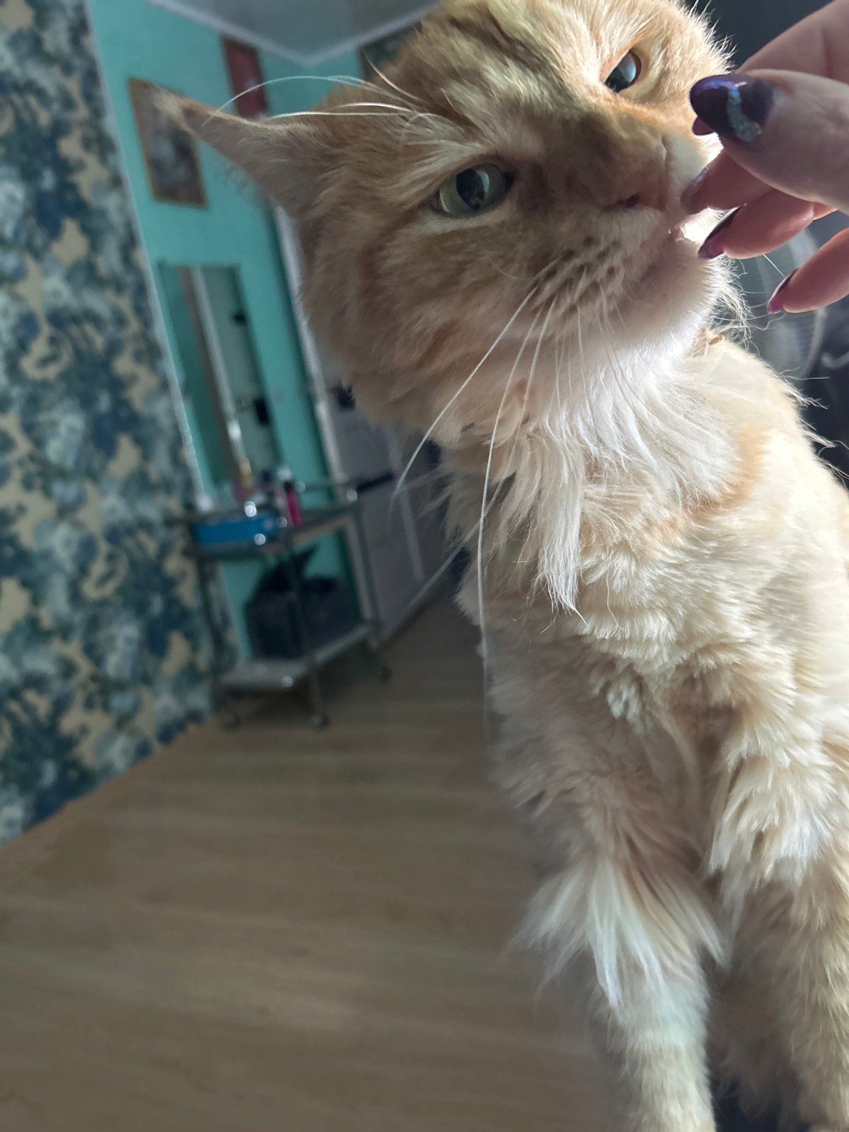 Quiet afternoon with orange cat in Russian home