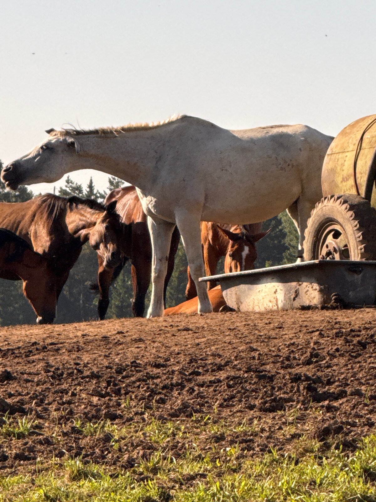 Horses, wildflowers, and a summer morning in rural Lithuania