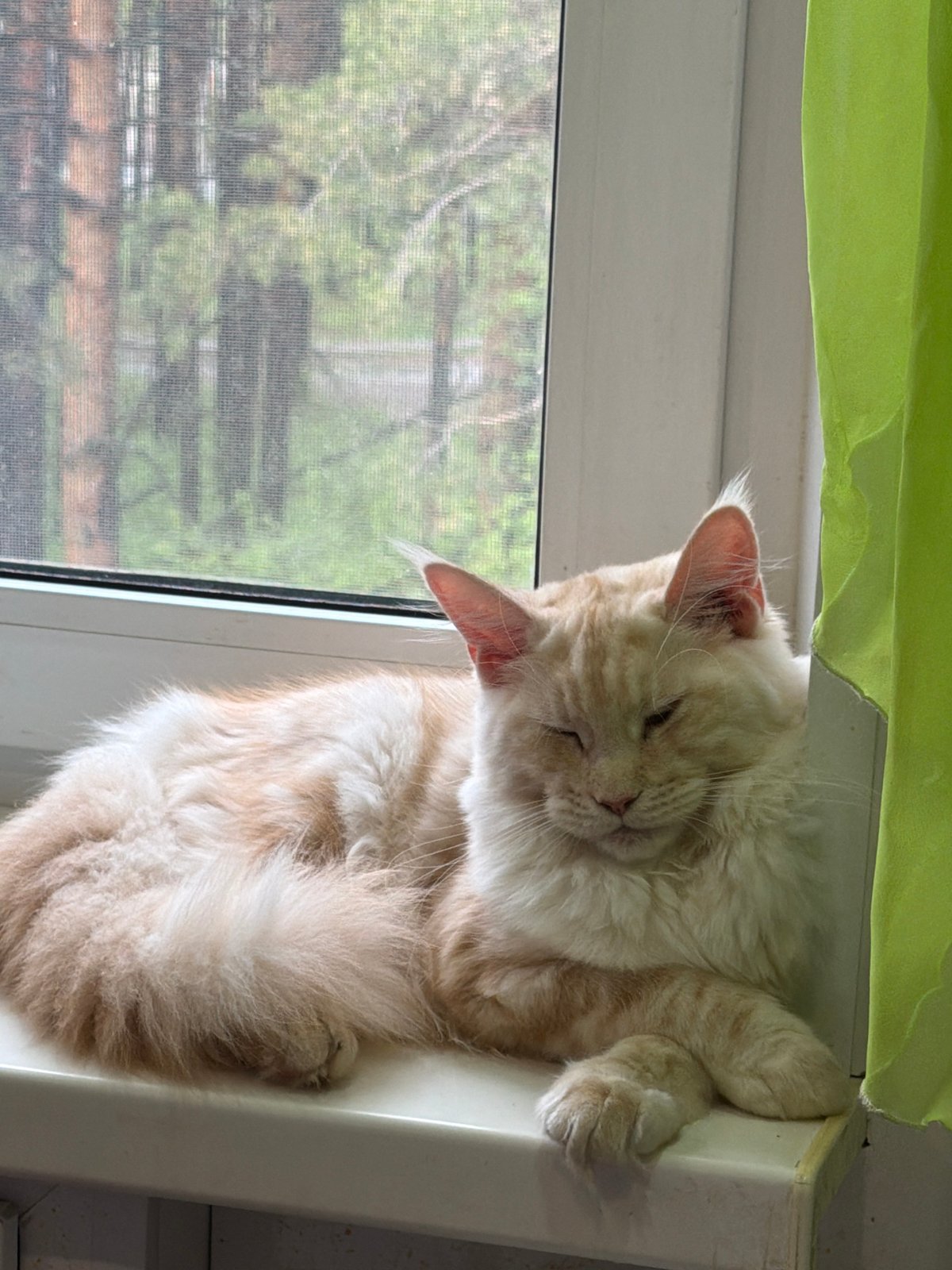 Everyday moments captured in Chaikovsky: cats, candy, forest walks