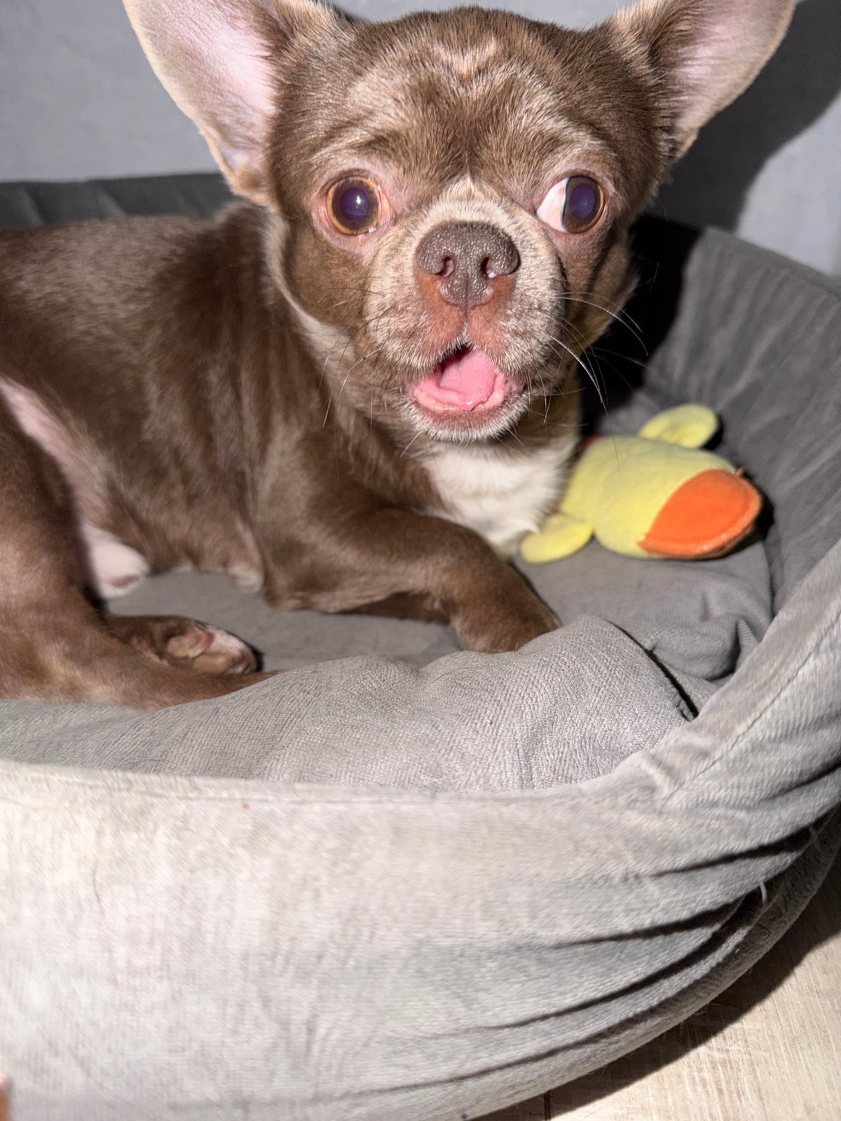 Woman and Chihuahua Share Tender Moments in Votkinsk Home