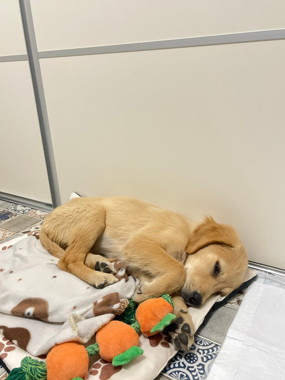 Golden retriever puppy sleeps with plush toys in Bulgaria