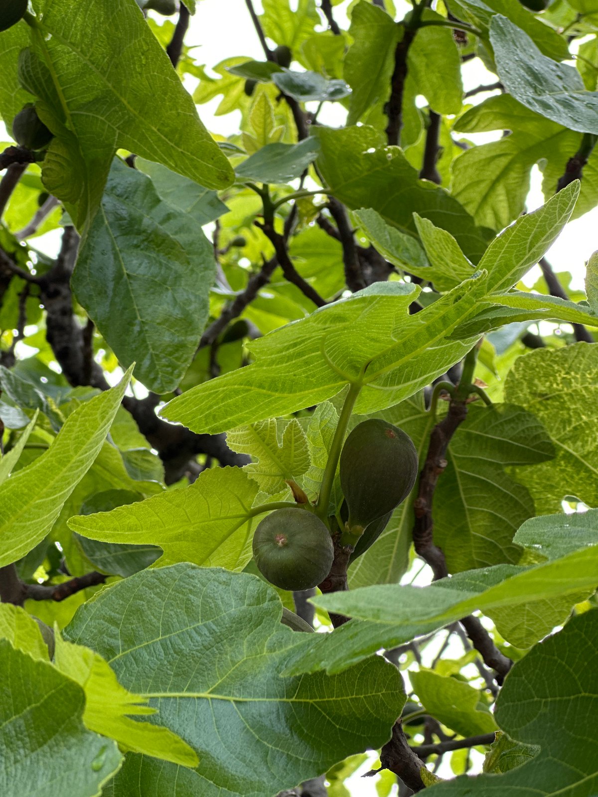 Spring vegetation observed in Šušanj Montenegro morning documentation