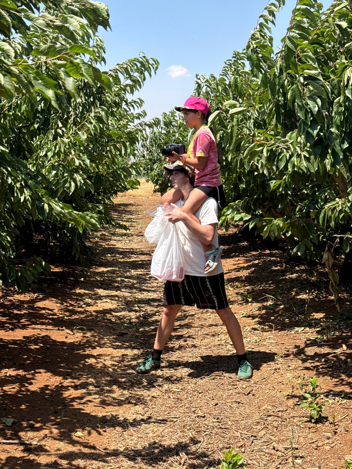 Shoulders ride through a cherry orchard in the Golan Heights