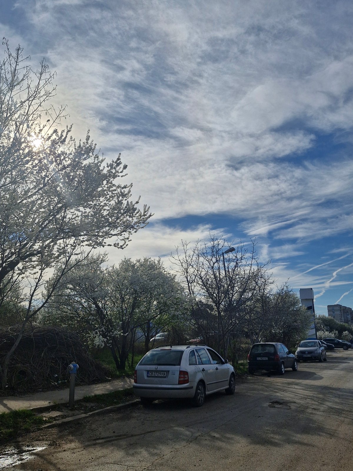 Spring afternoon captured in Sofia with blooming trees, contrails