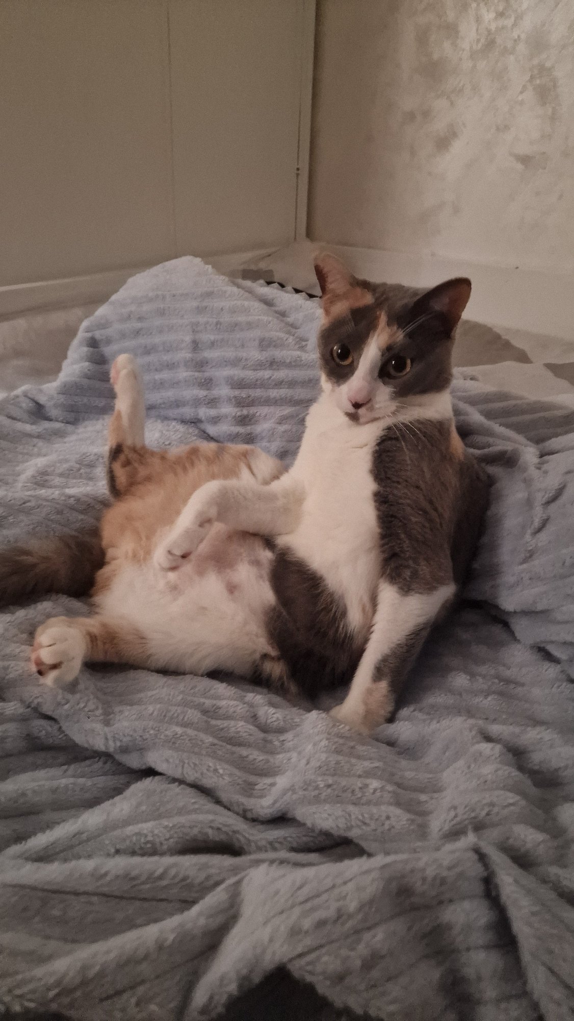 Calico cat lounges and grooms on a blue blanket in Sochi