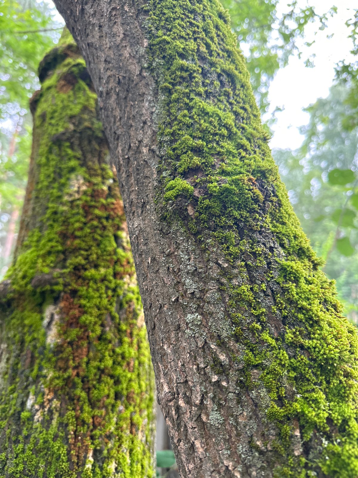 Afternoon in a Chaikovsky park: nature, pastries, and portraits