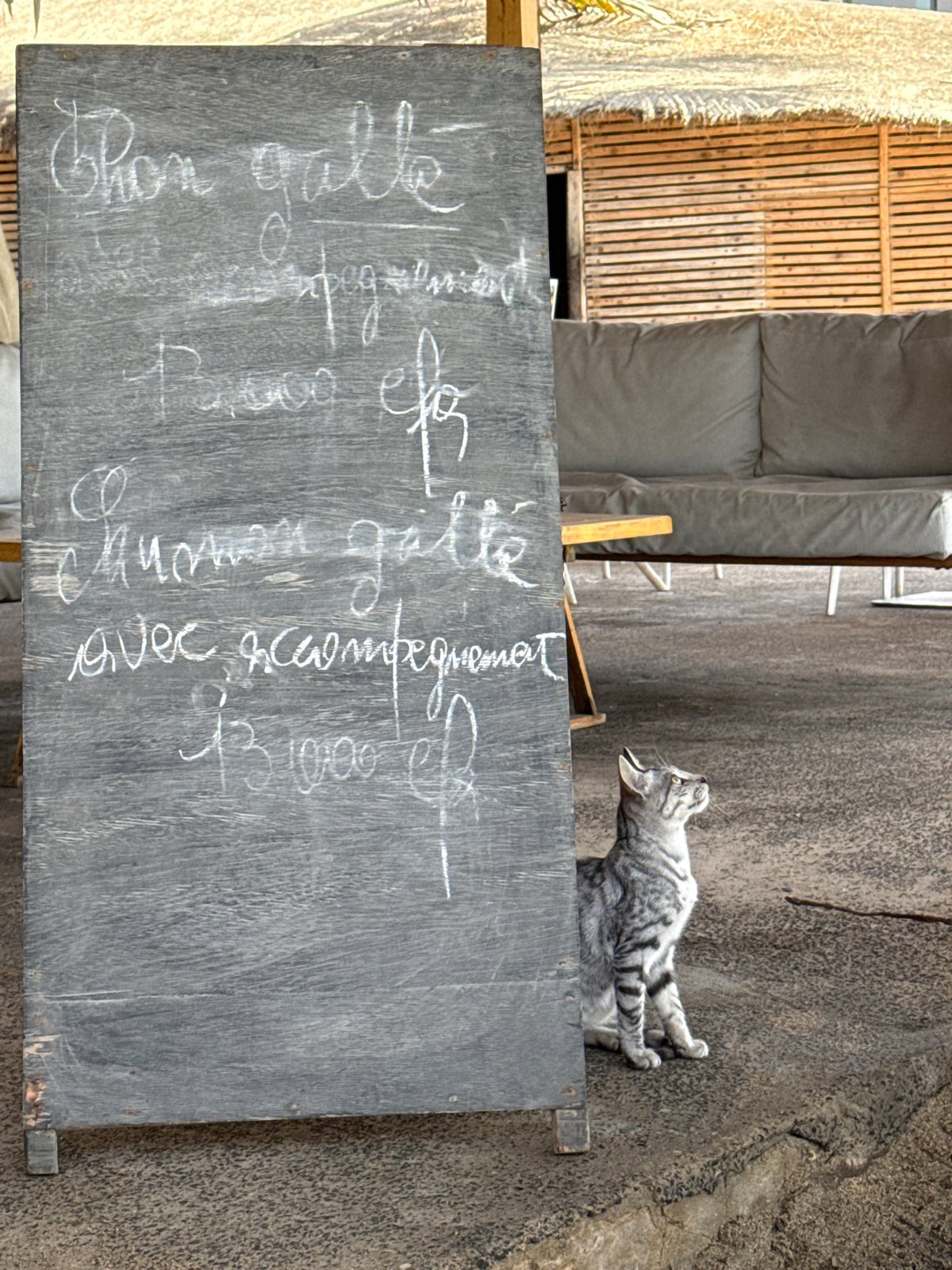 Dakar coastal life: surfing and street cats captured Monday