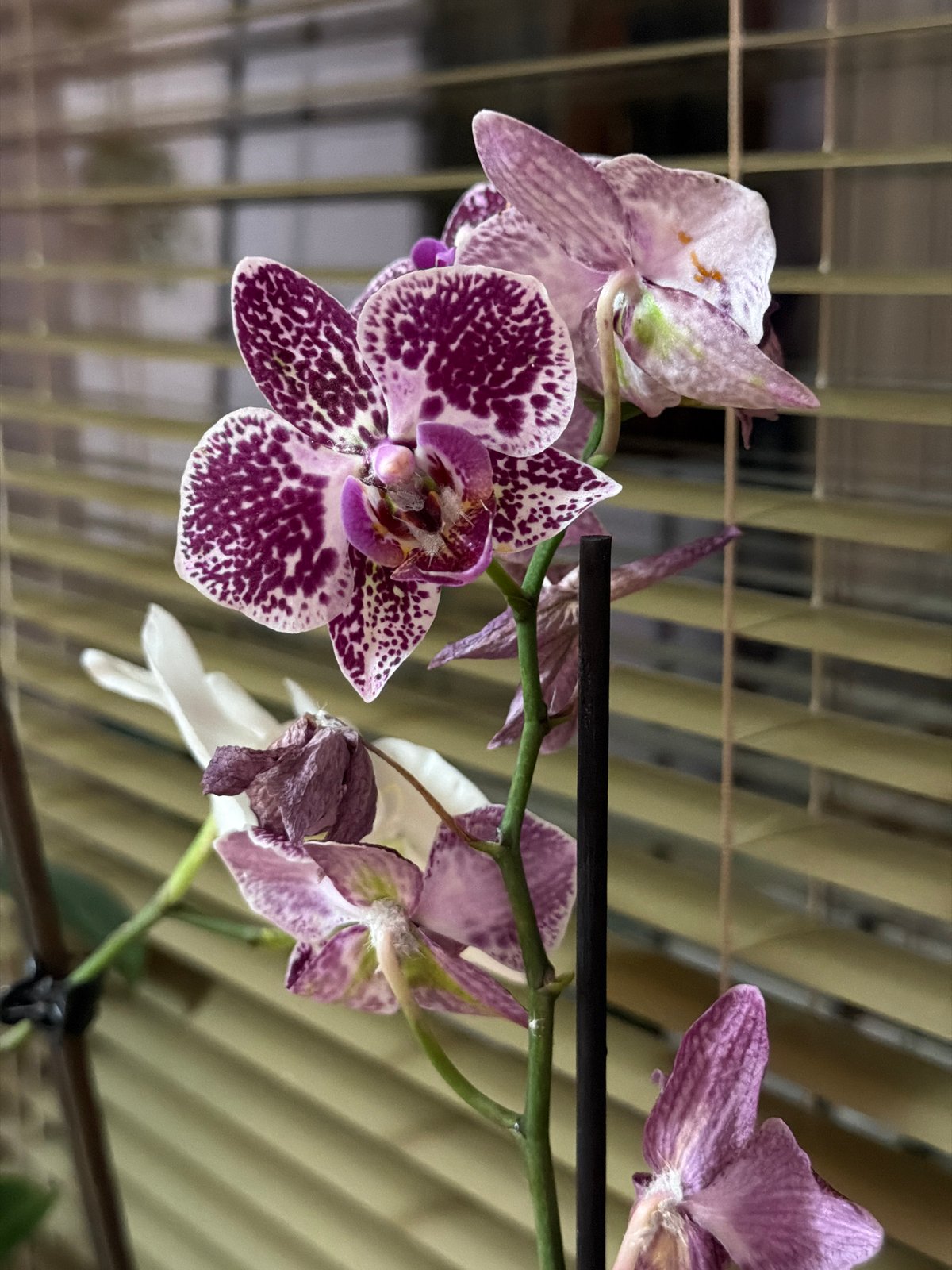 Home decor, houseplants, and casual text posts from Lovech