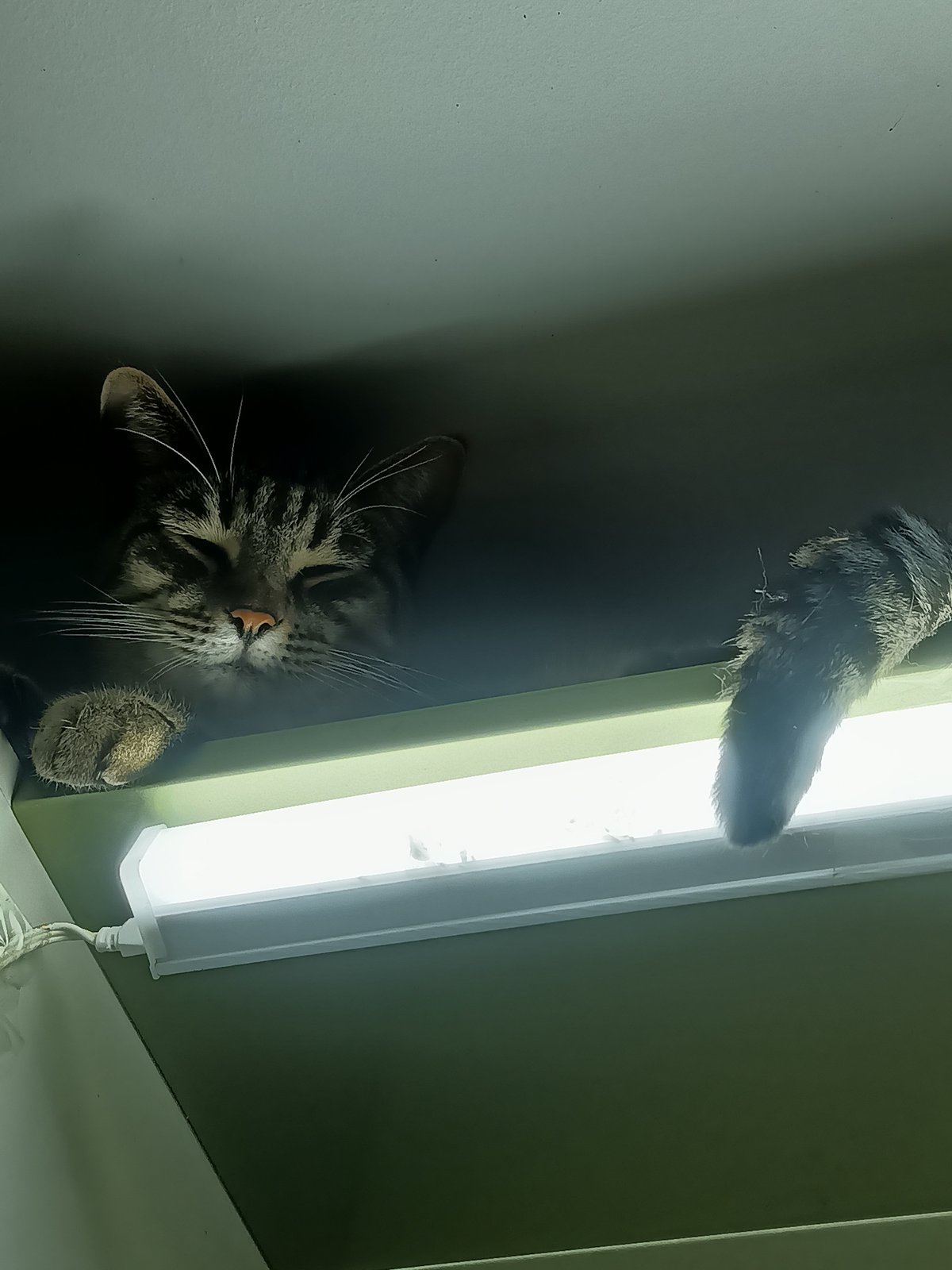 Cats observed lounging indoors in Almaty, Kazakhstan