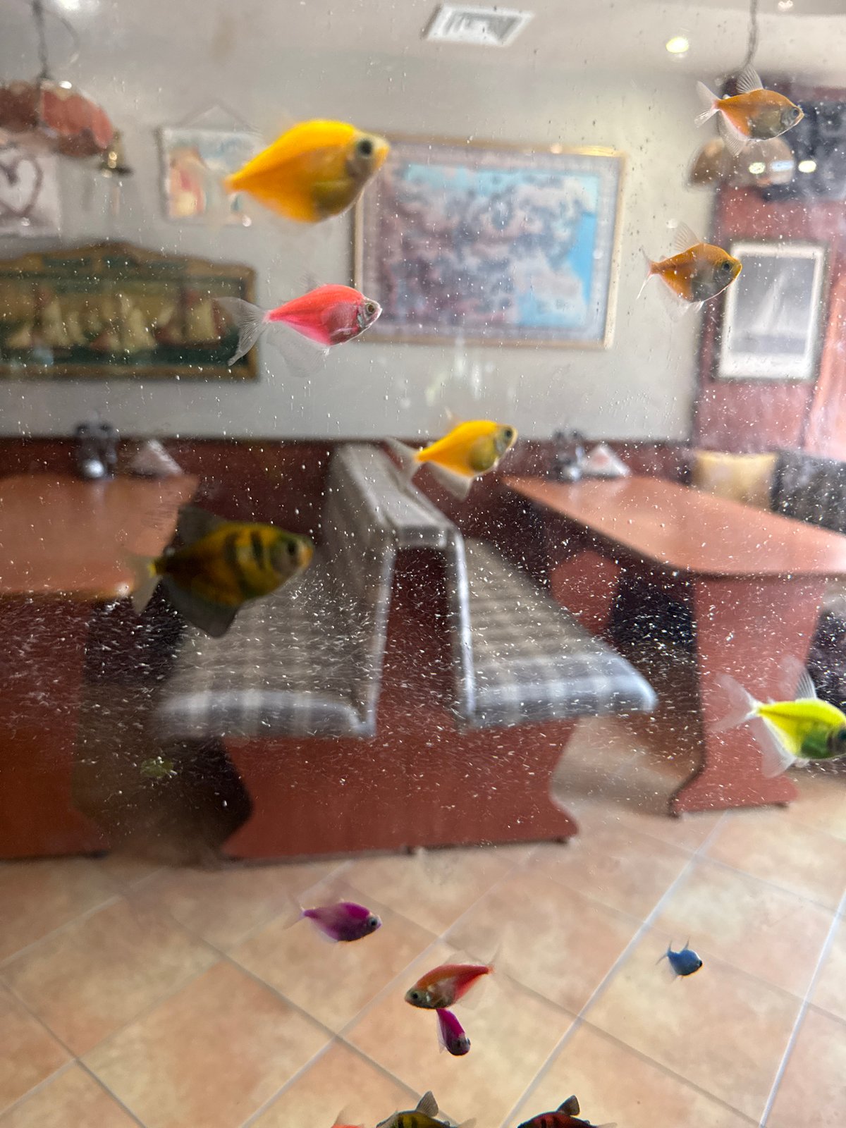 Colorful aquarium built into a restaurant interior in Aksakovo