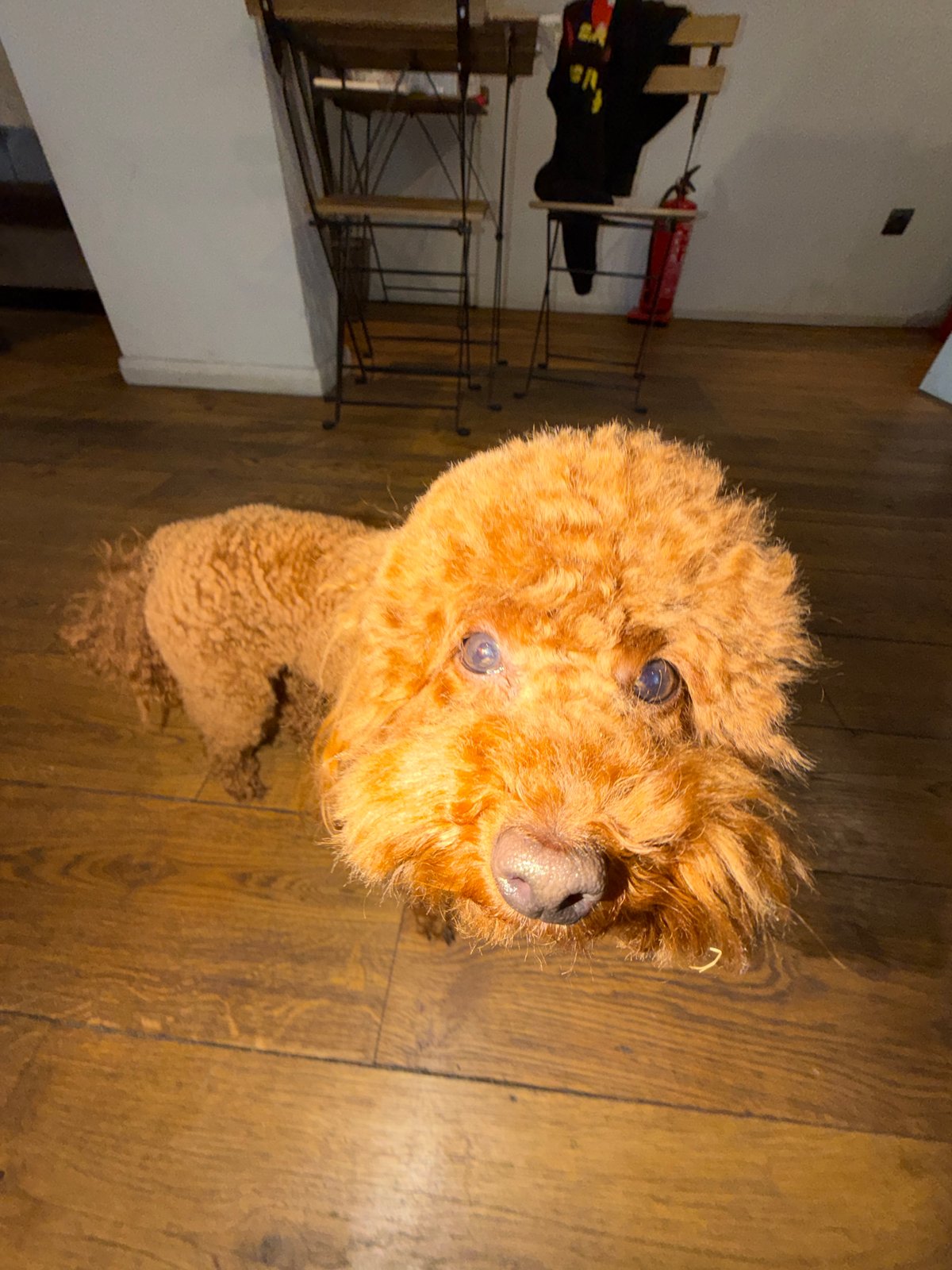 Brown poodle photographed on wooden floor in Sofia