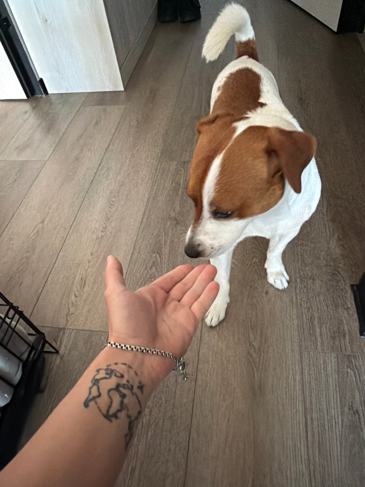 Morning walk and home time with a Moscow Jack Russell Terrier