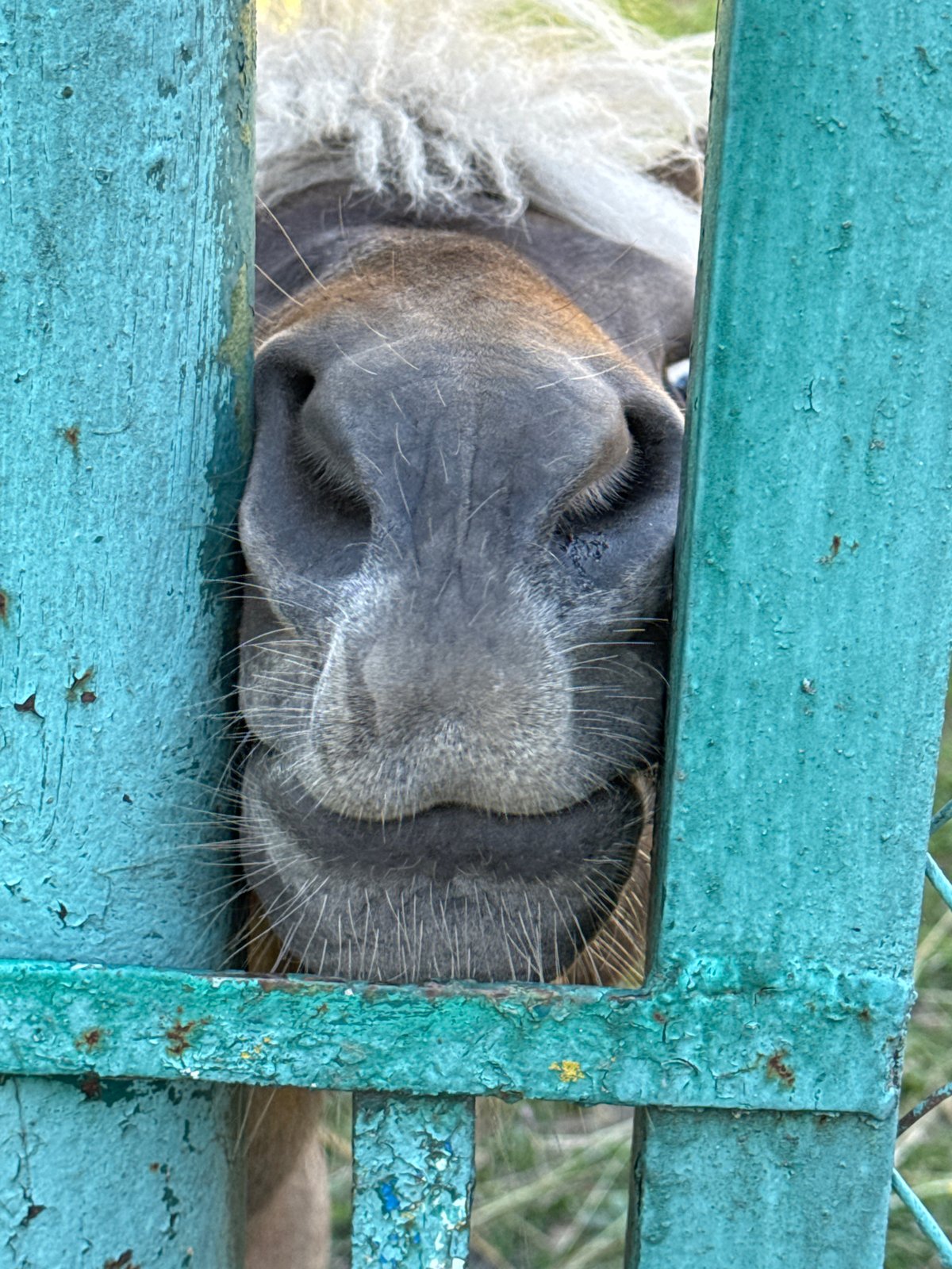 Park visit featuring animals, blooming flowers, and lakefront views