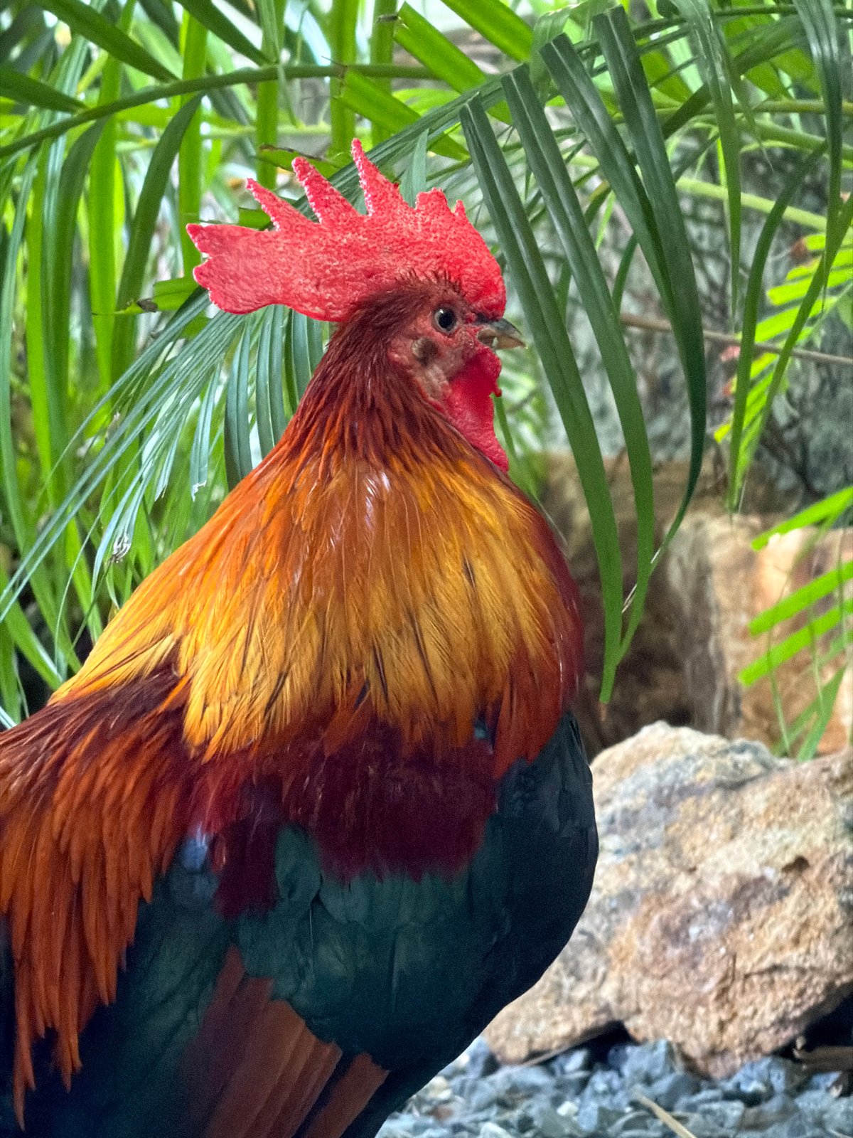Rooster roams a quiet outdoor space in Baan Bo Phut
