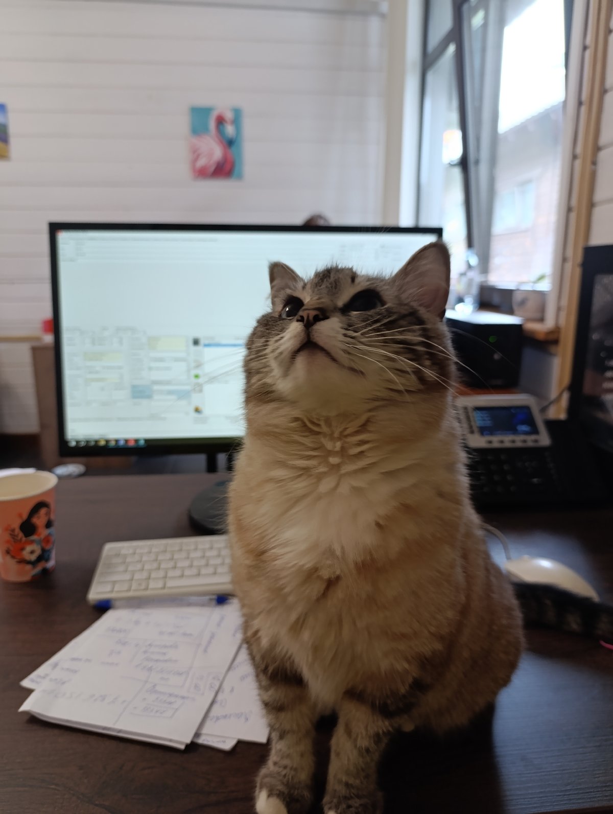 Woman documents daily life with cat across indoor, outdoor settings