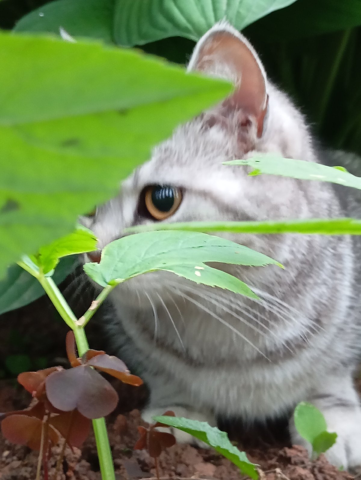 Garden moments: flowers and cat photographed in Фоки, Russia